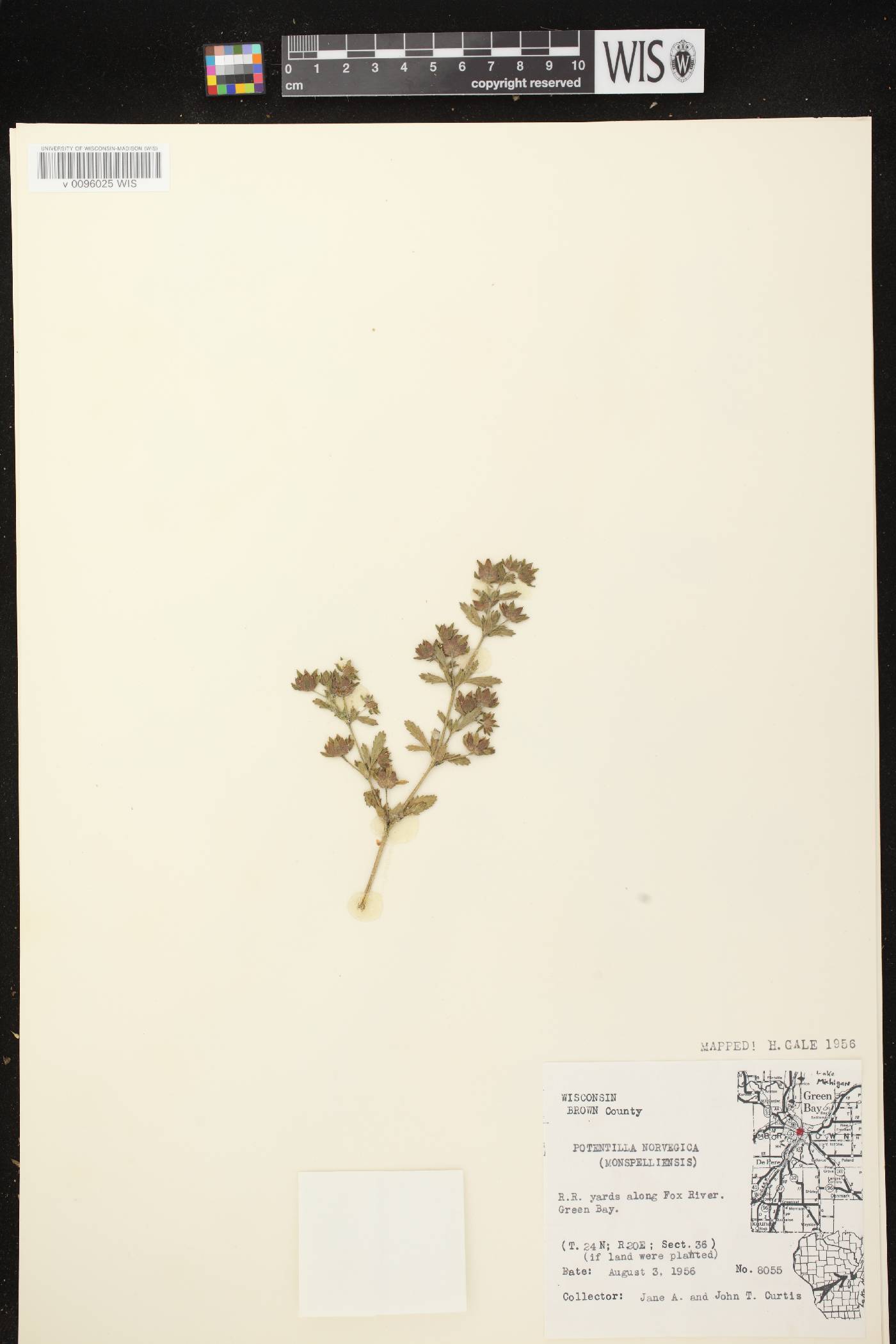 Potentilla norvegica image