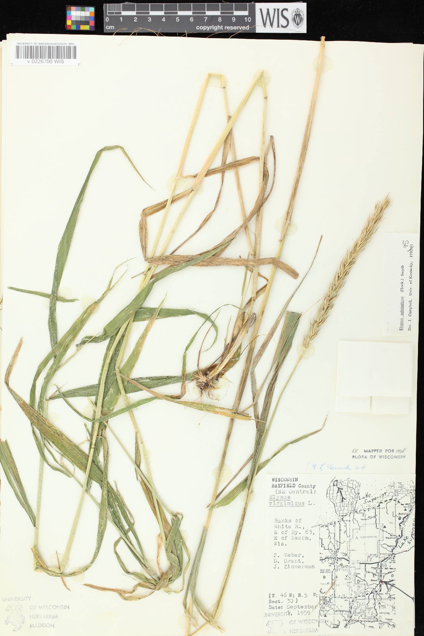 Elymus curvatus image