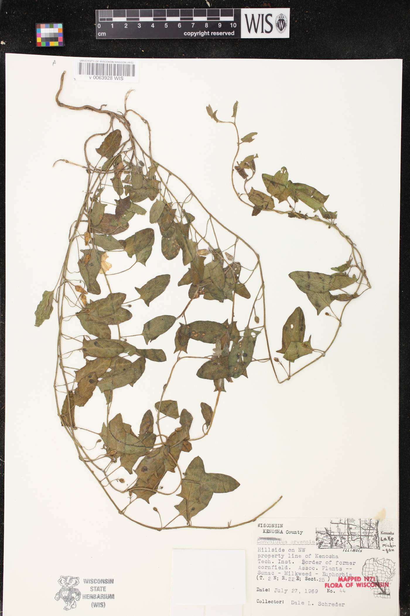 Convolvulus arvensis image