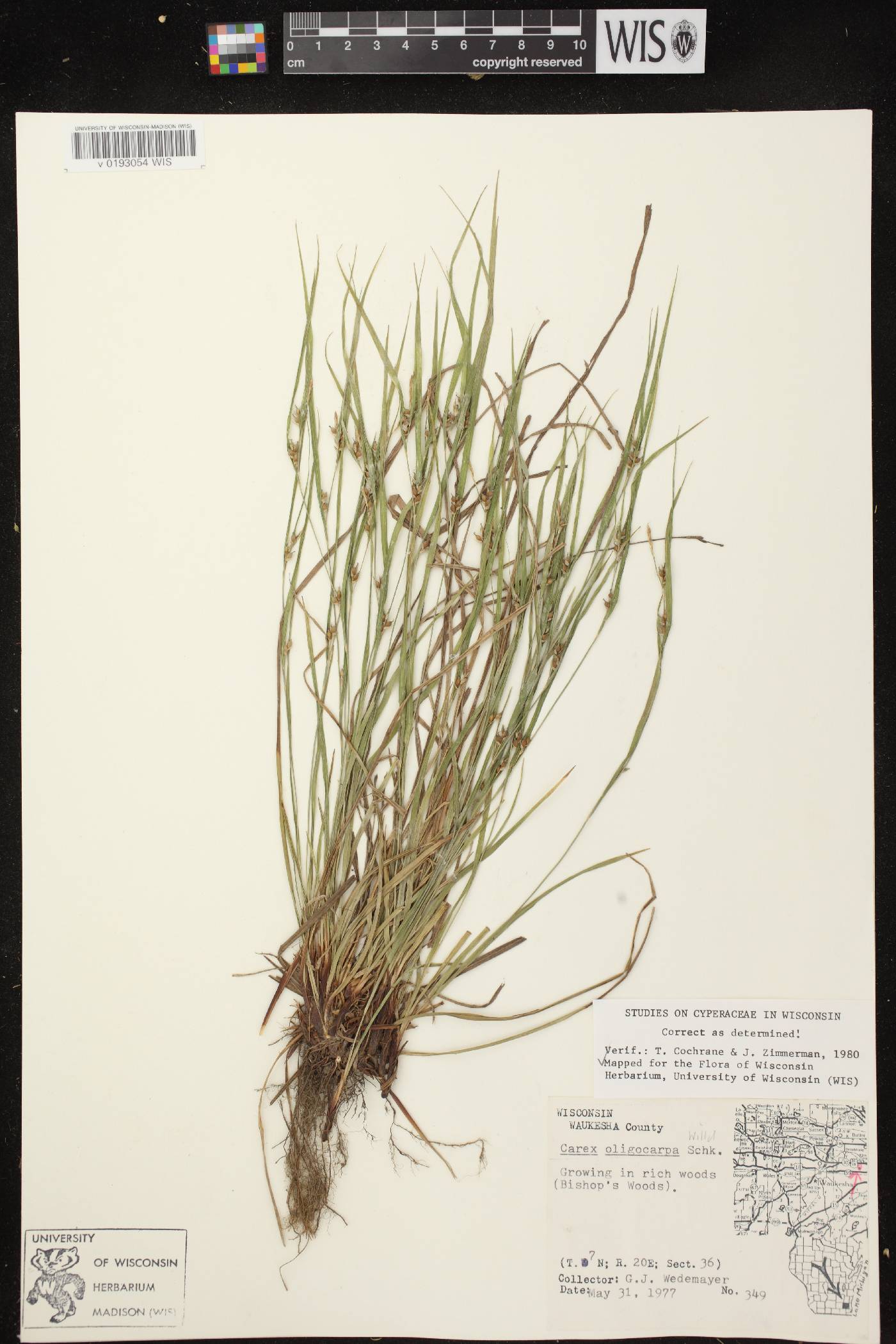 Carex oligocarpa image