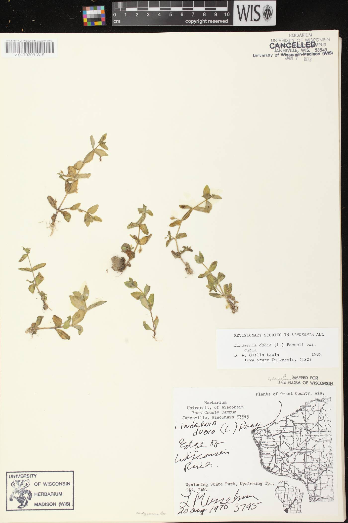 Lindernia dubia image