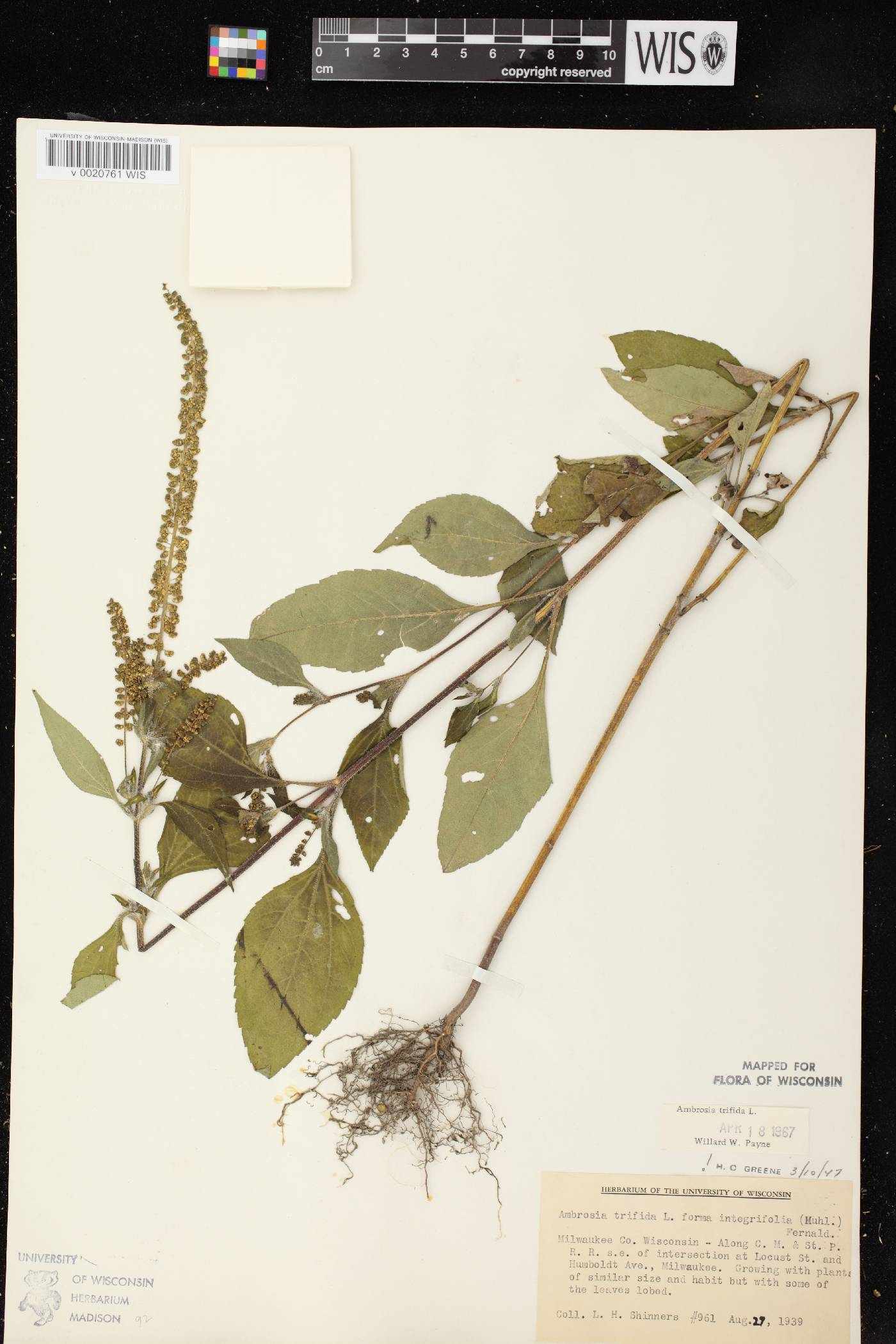 Ambrosia trifida image