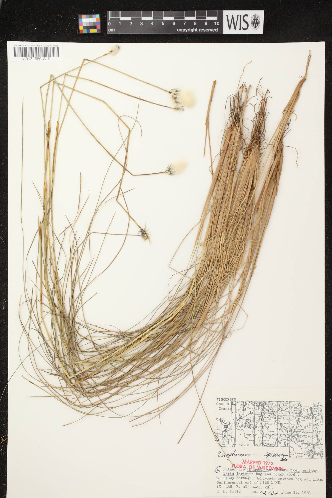 Eriophorum vaginatum image
