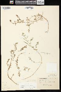Image of Euphorbia maculata