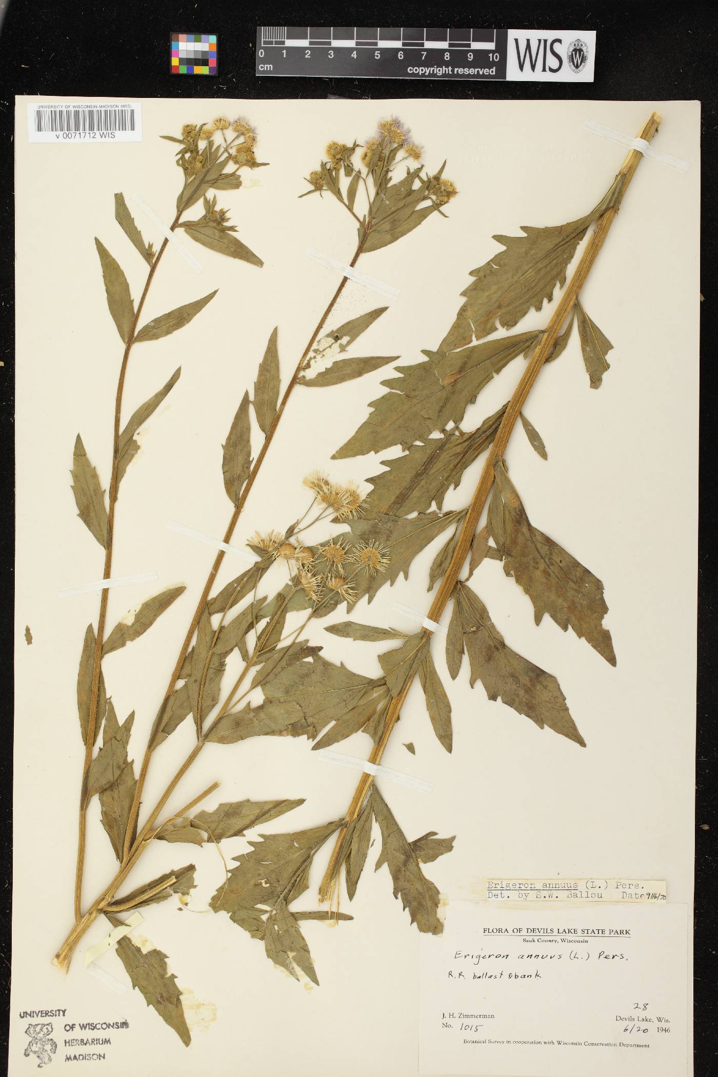 Erigeron annuus image