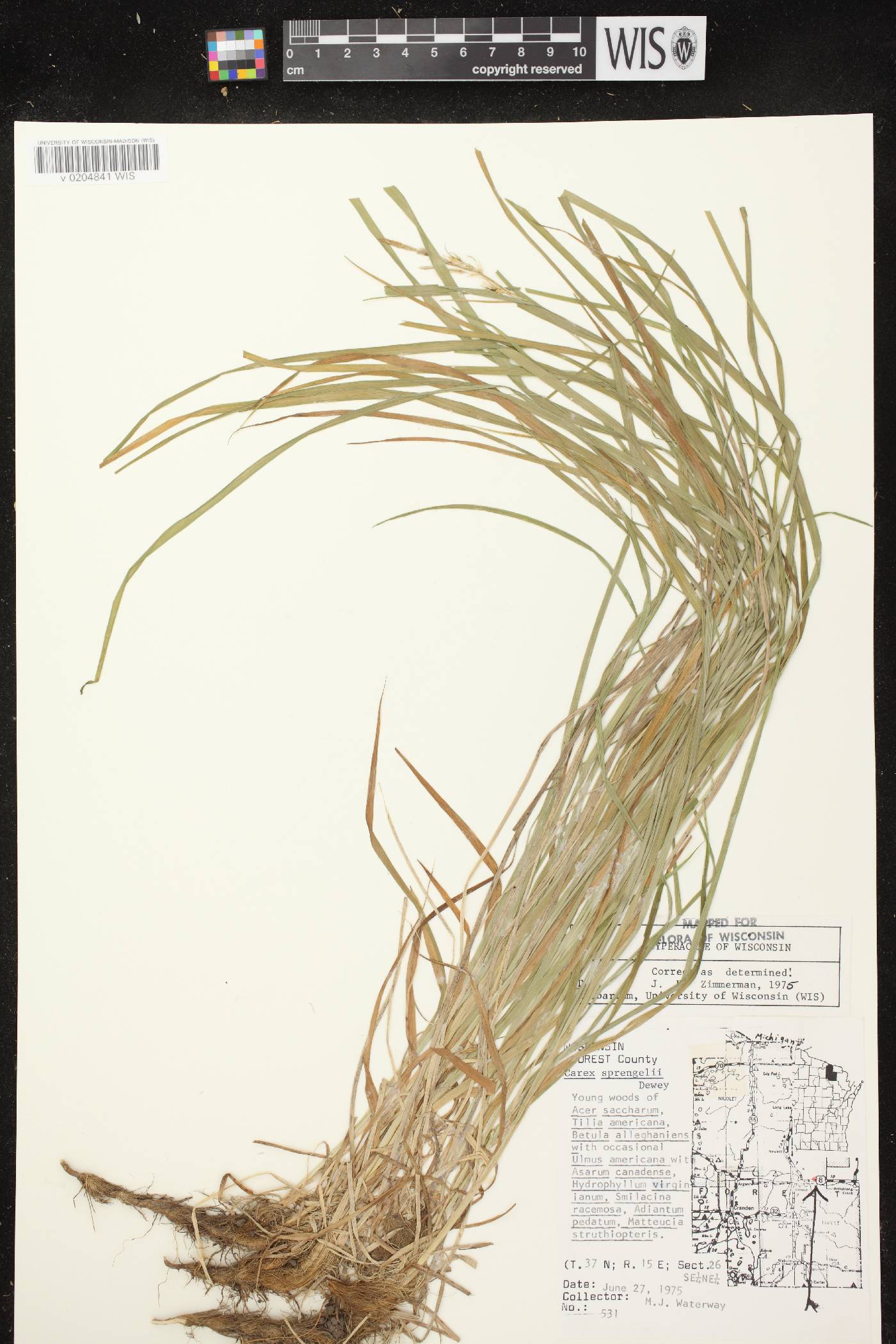 Carex sprengelii image
