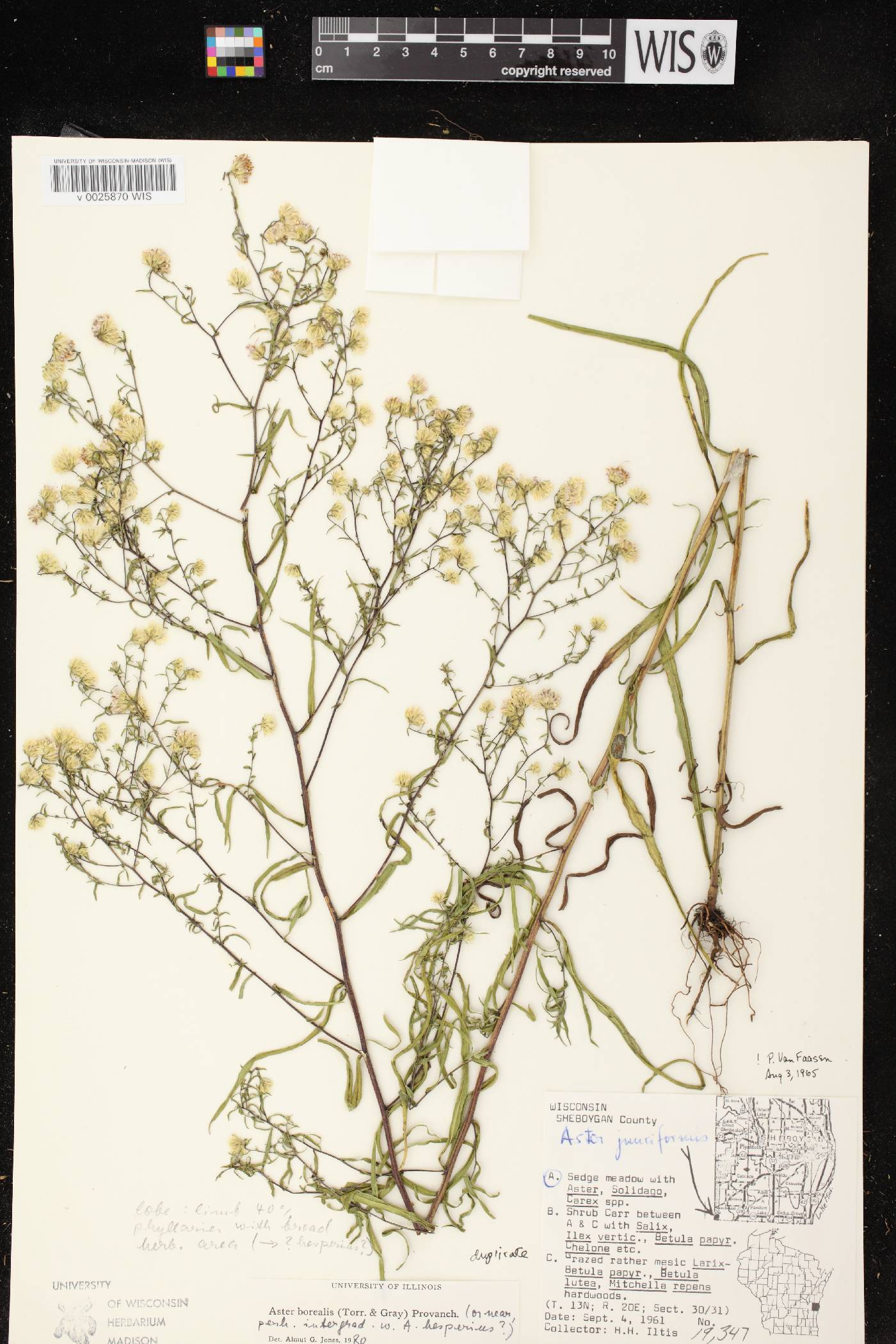 Symphyotrichum boreale image