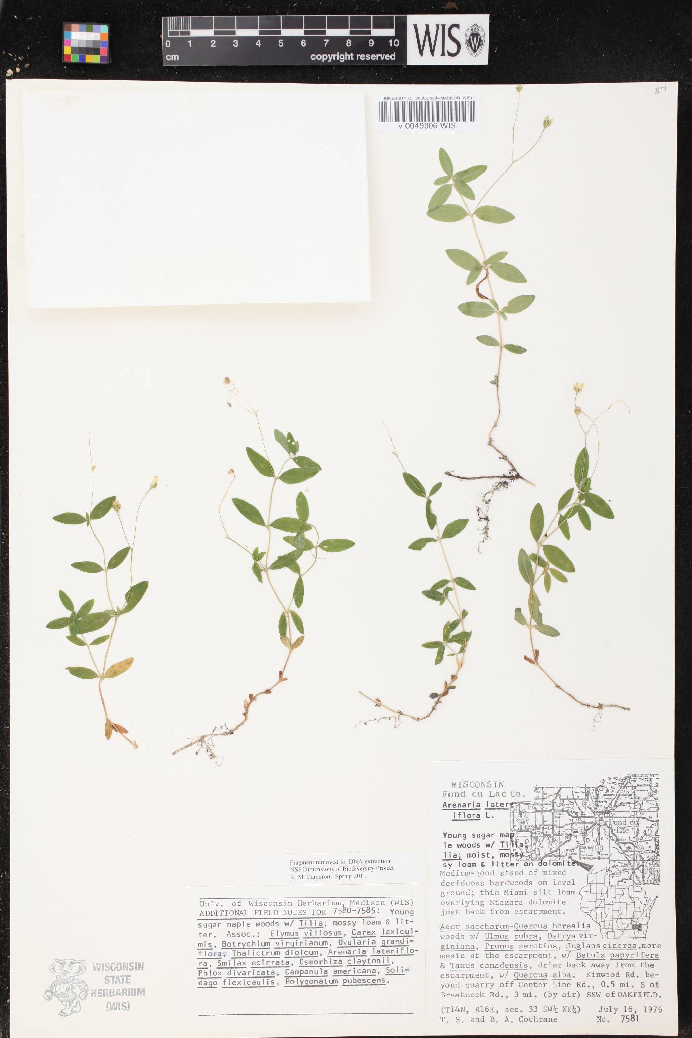 Moehringia lateriflora image