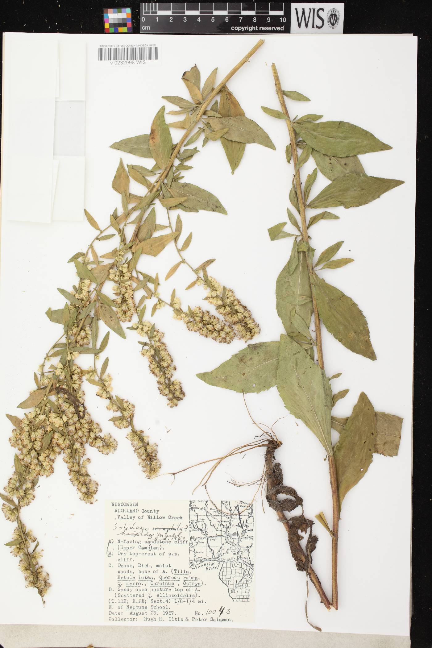 Solidago hispida image