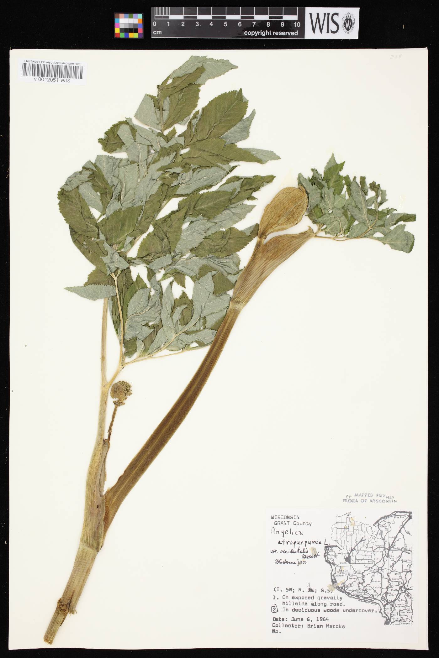 Angelica atropurpurea var. occidentalis image
