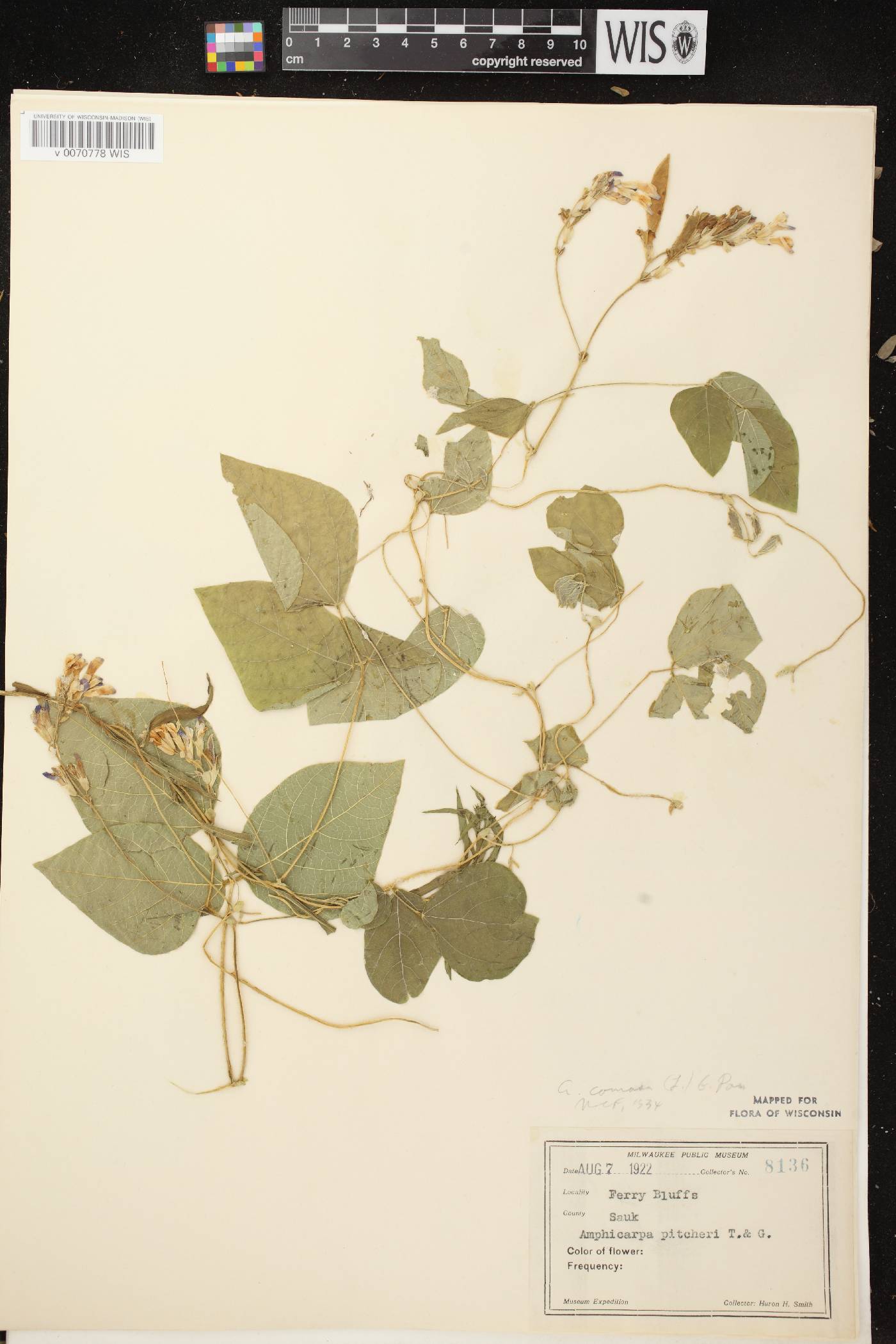 Amphicarpaea bracteata image