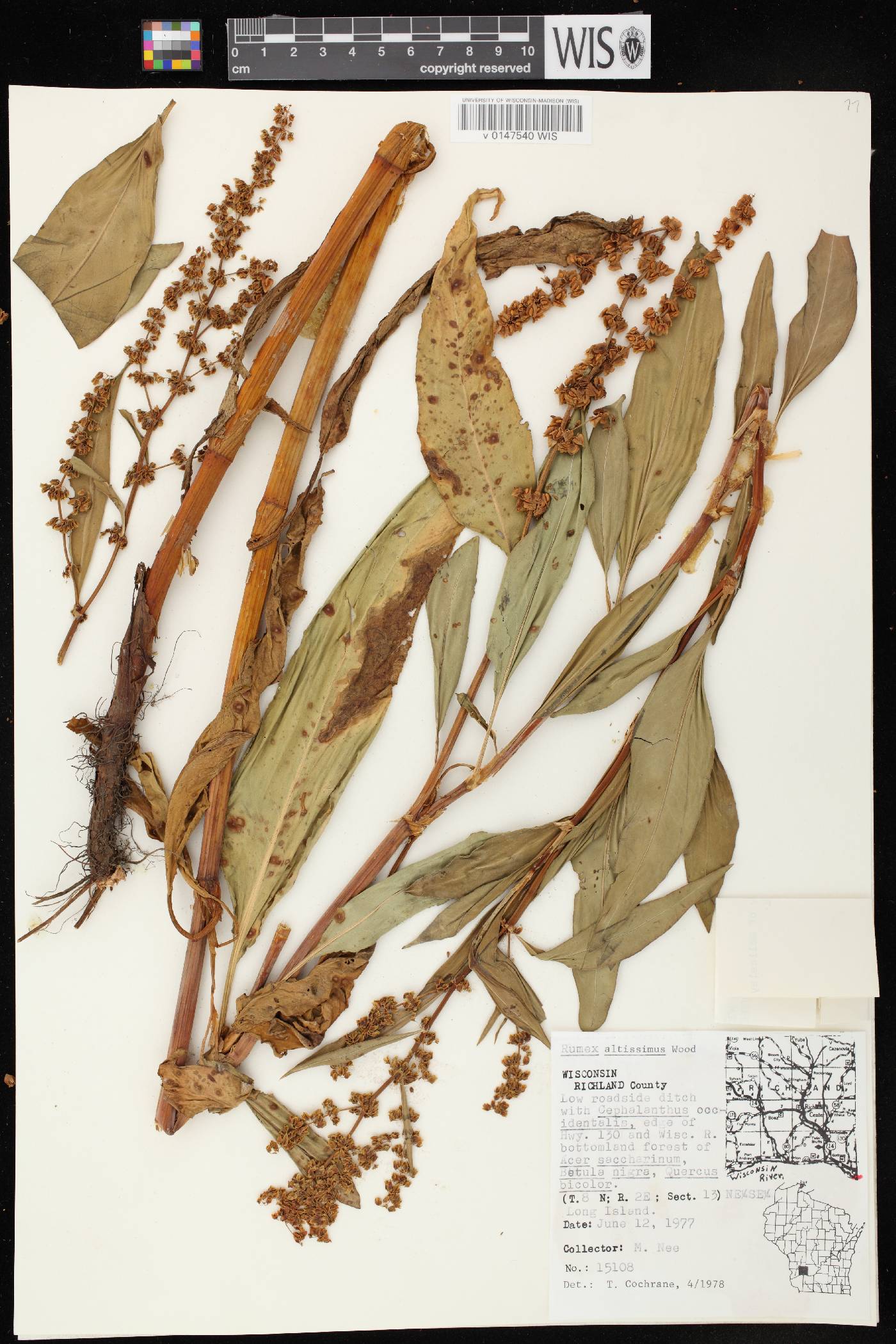 Rumex altissimus image