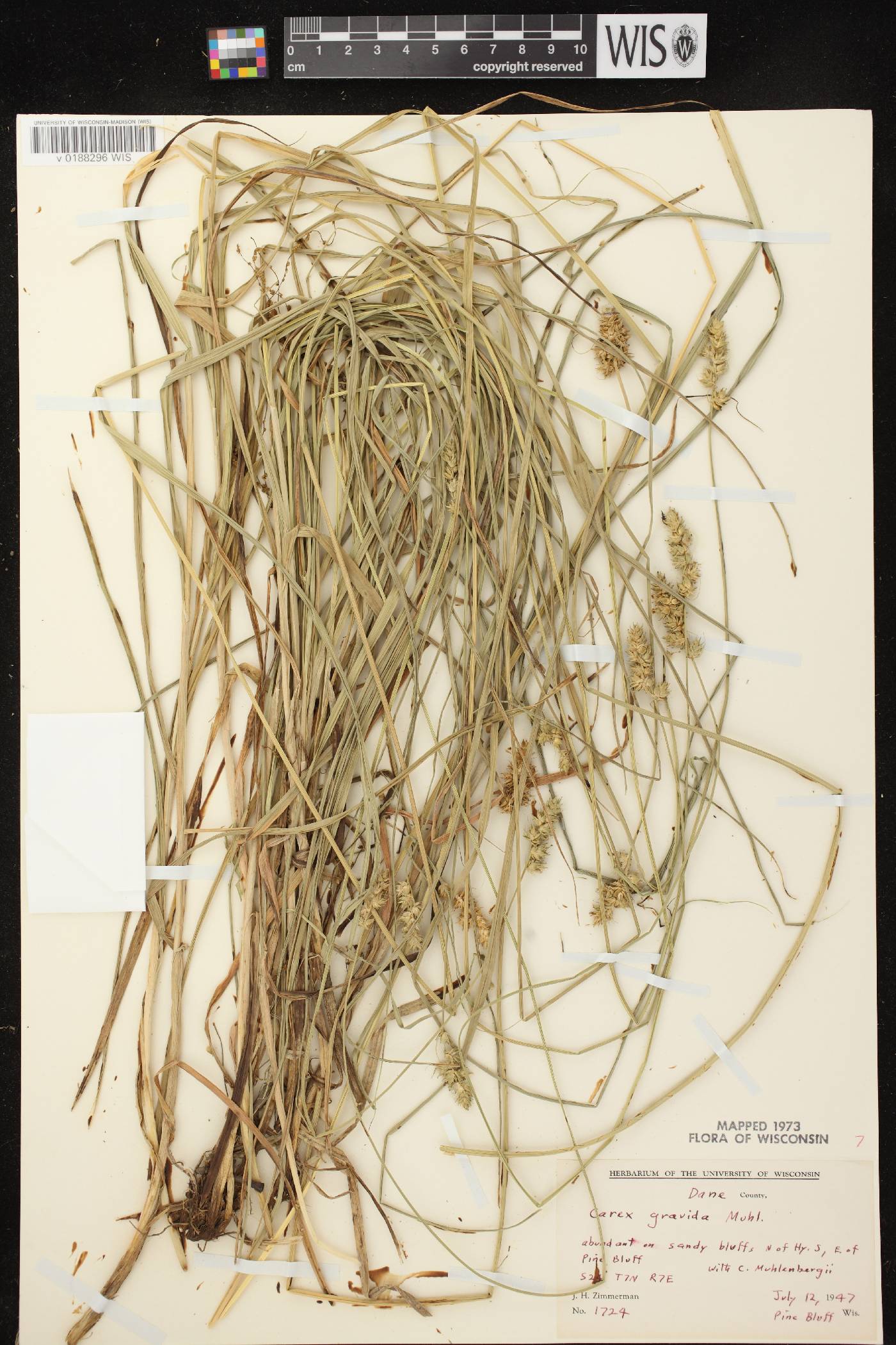Carex gravida image