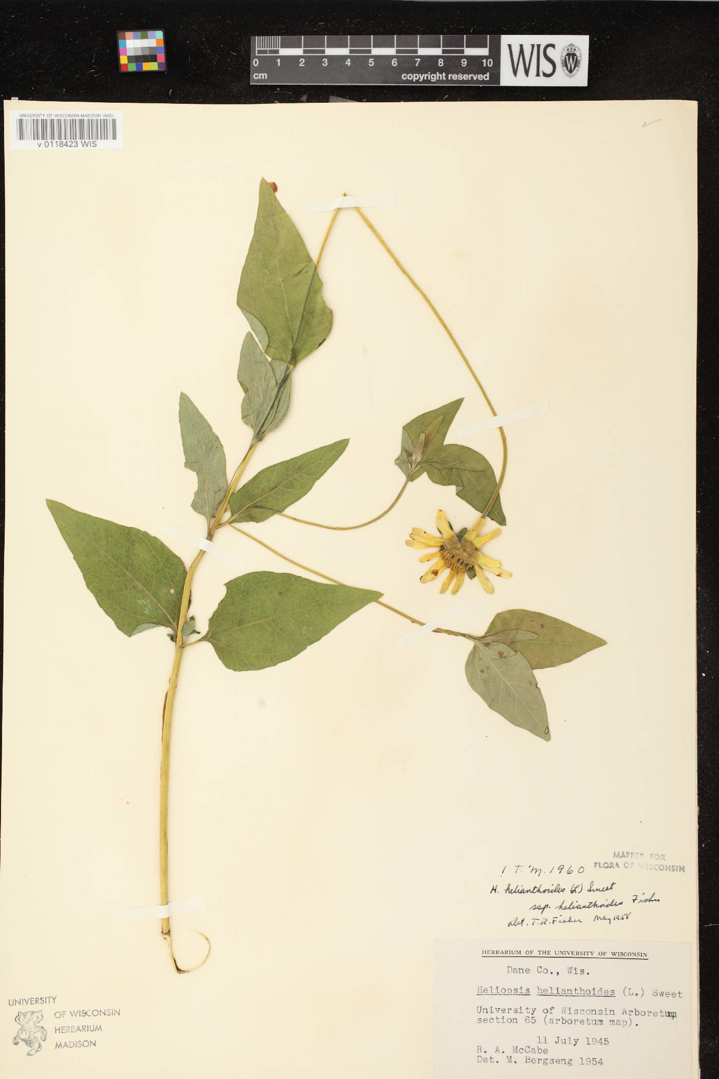 Heliopsis helianthoides image