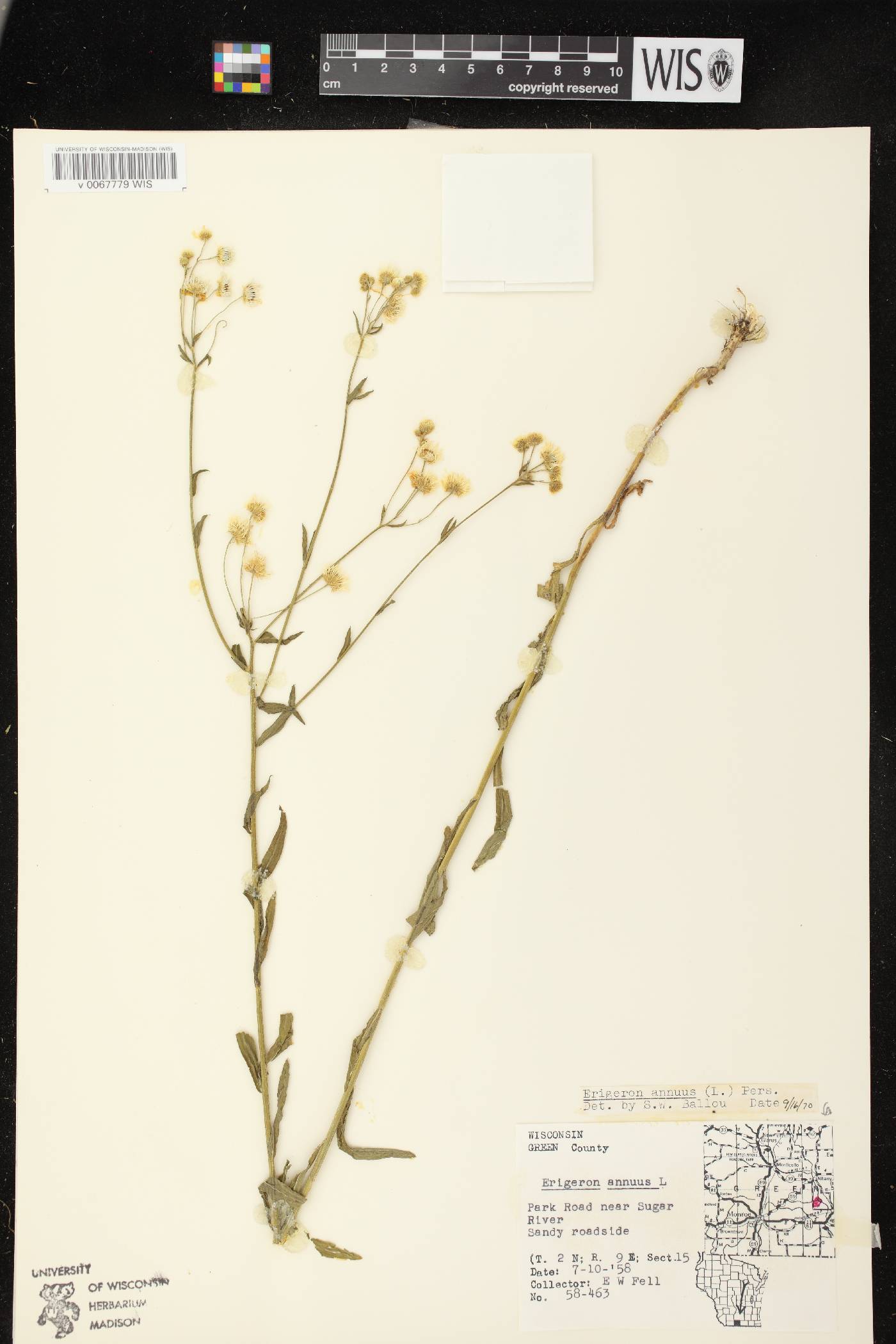Erigeron annuus image