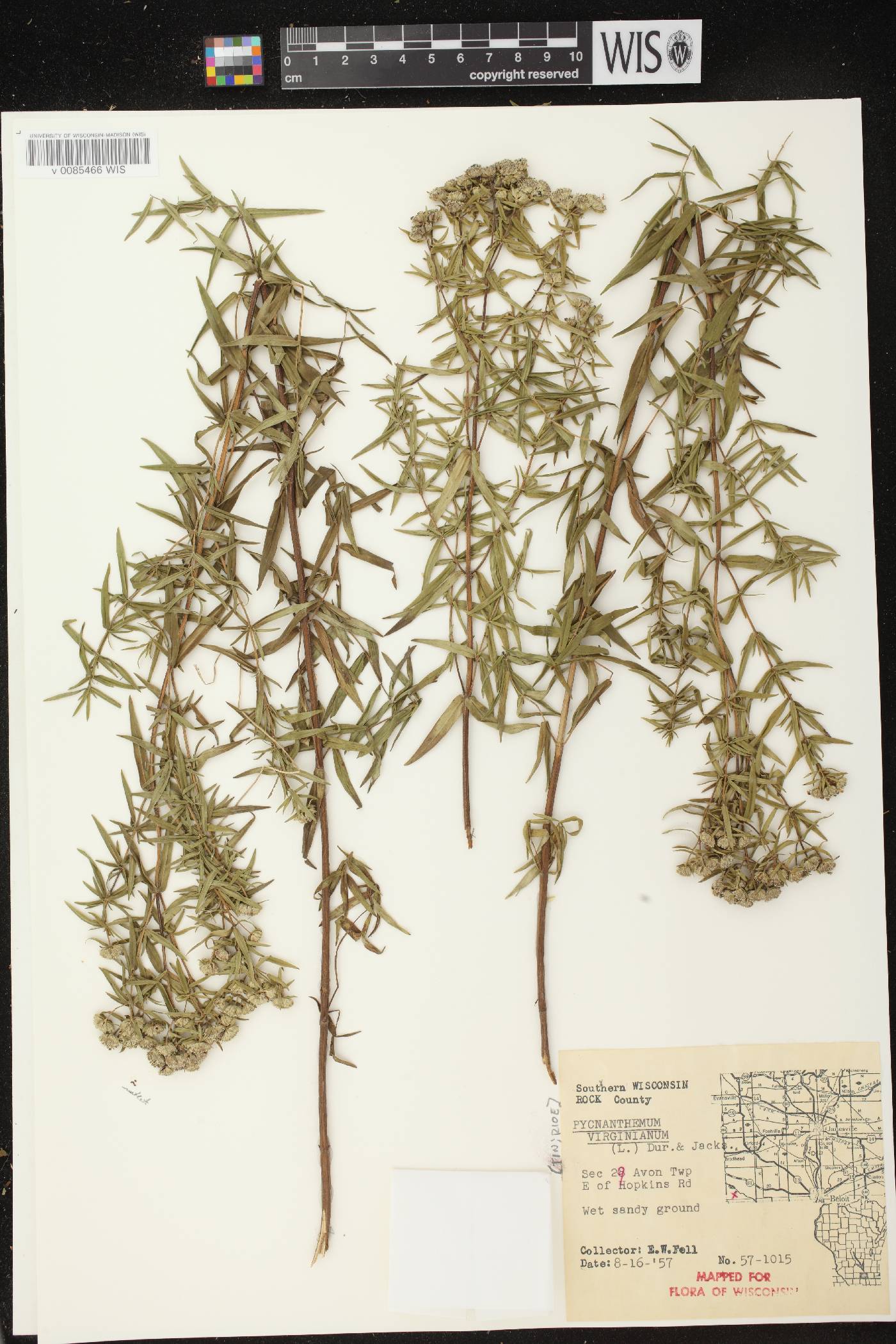 Pycnanthemum virginianum image