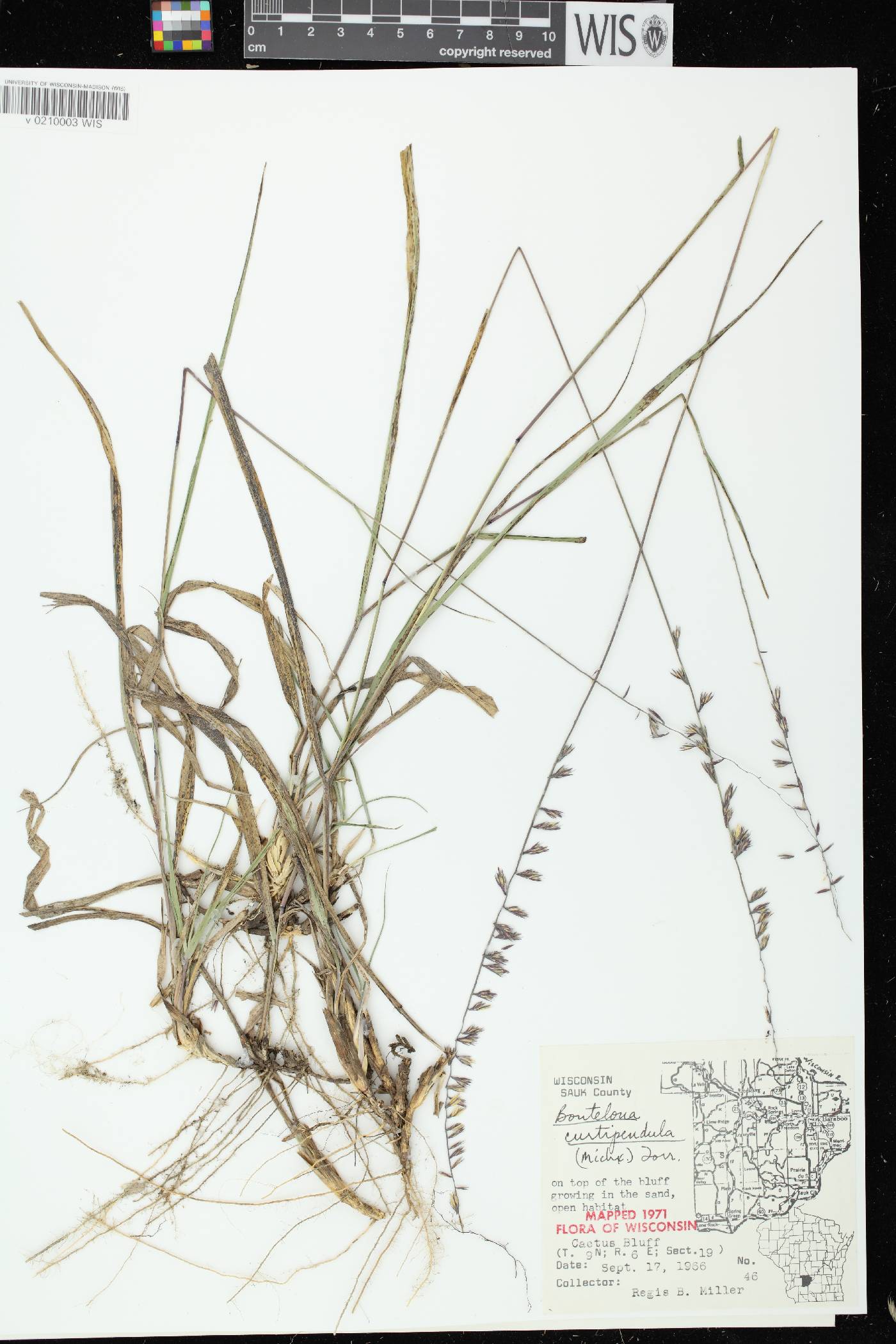 Bouteloua curtipendula image