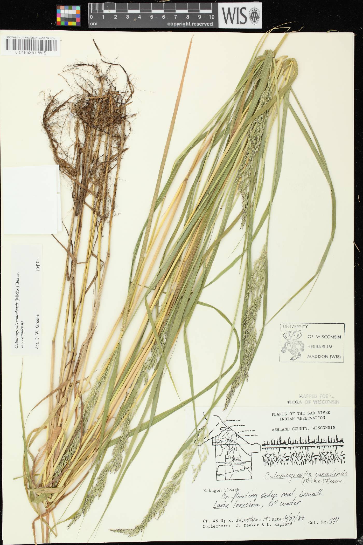 Calamagrostis canadensis var. canadensis image