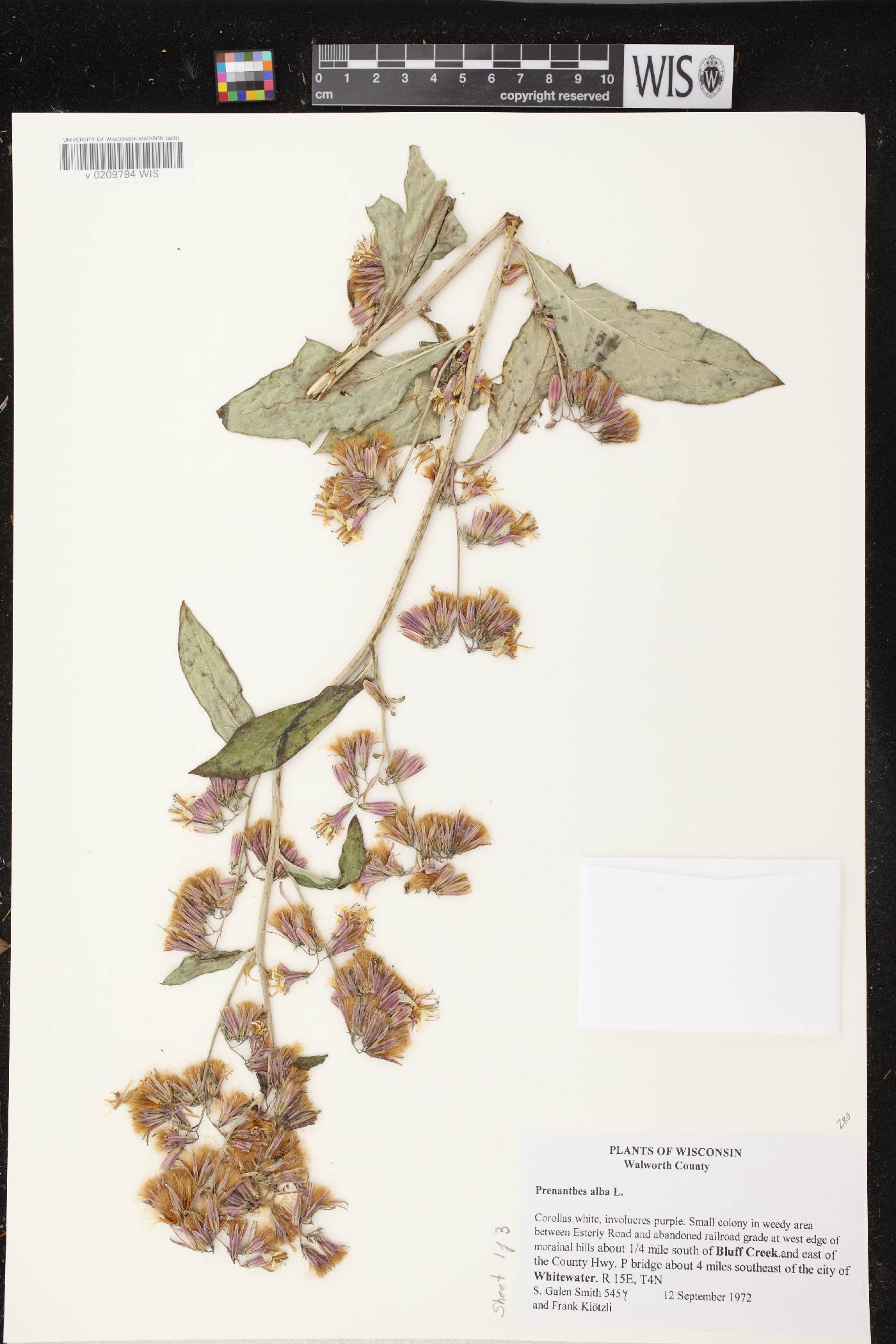 Prenanthes alba image