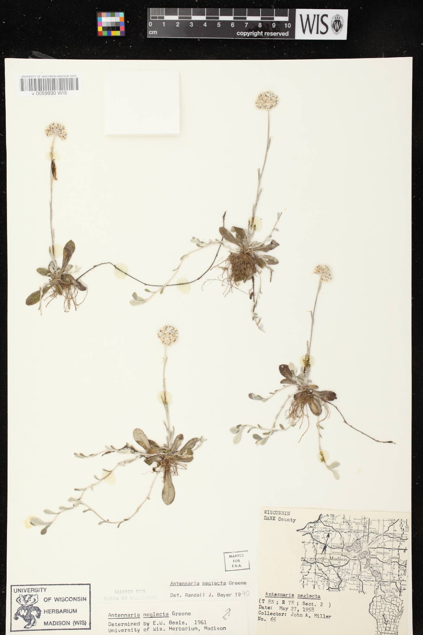 Antennaria neglecta image