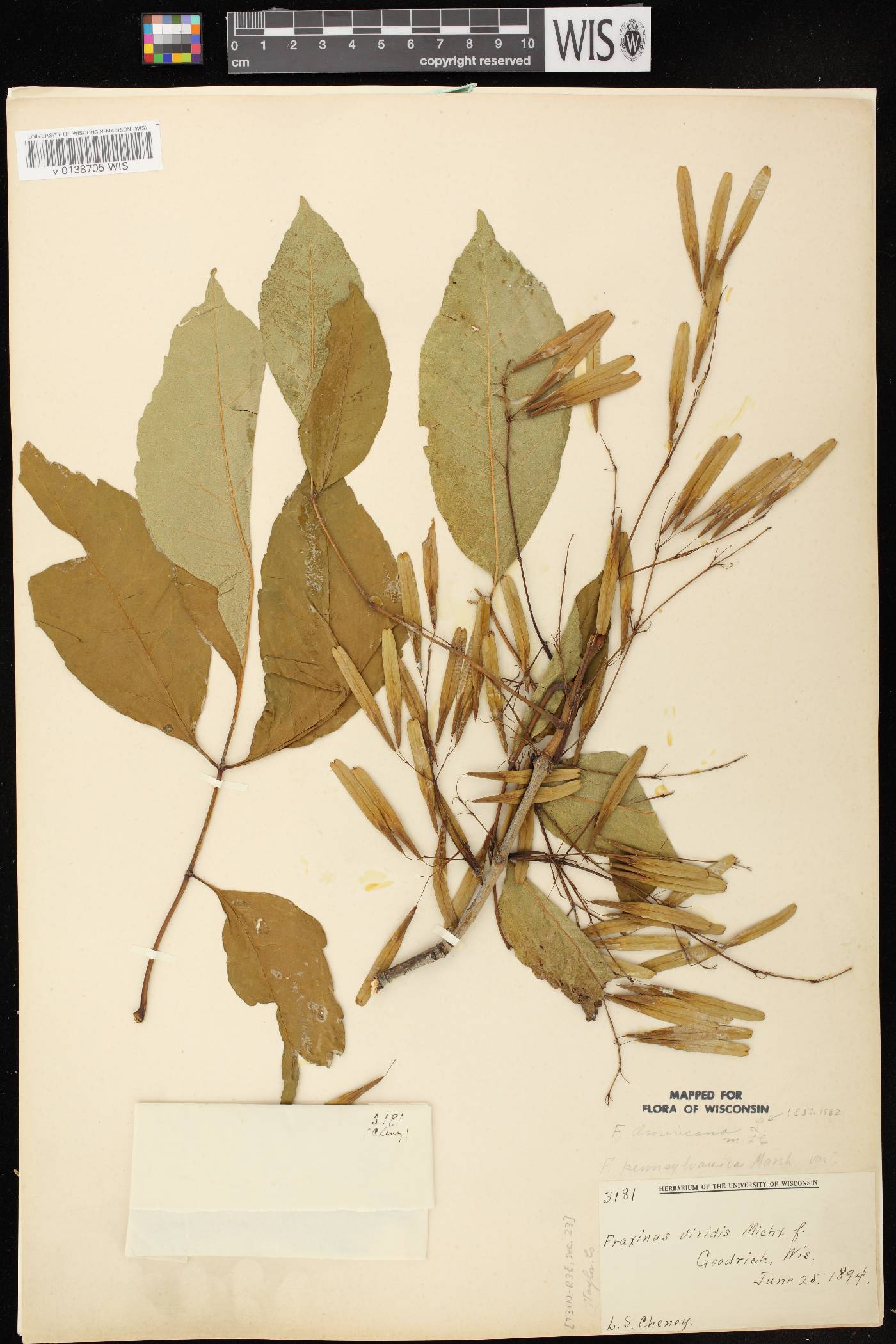 Fraxinus americana image