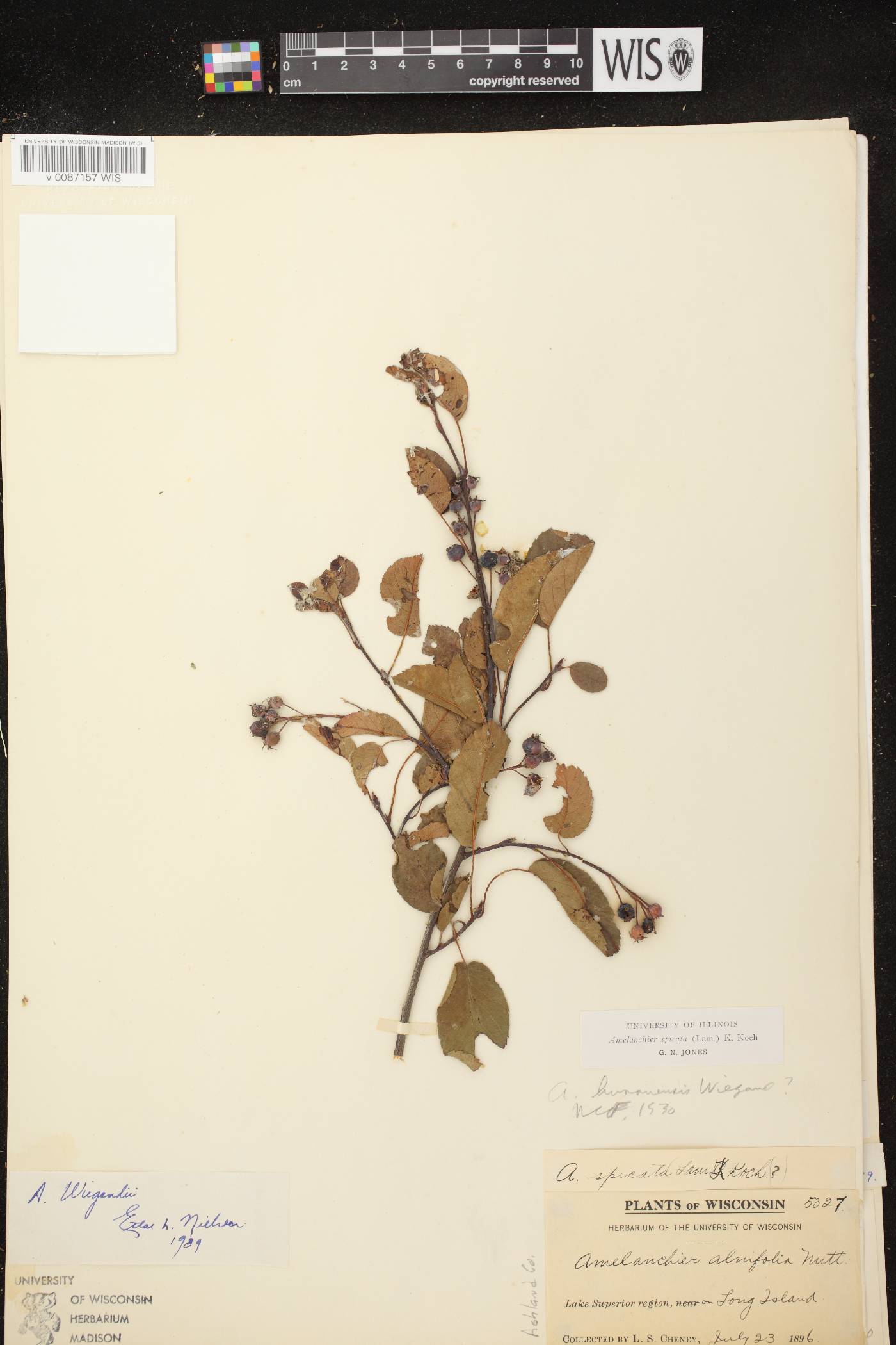 Amelanchier spicata image