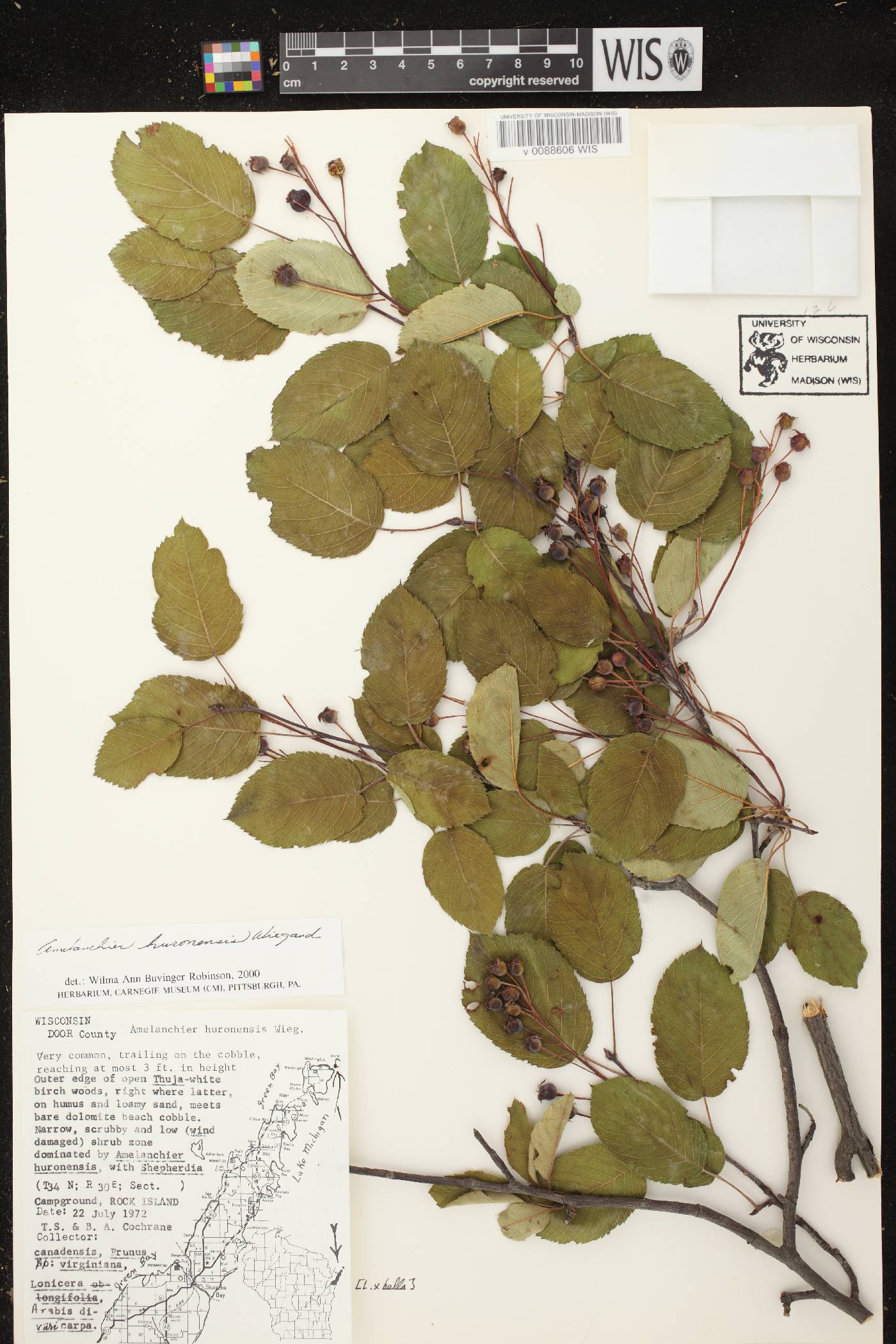 Amelanchier sanguinea image