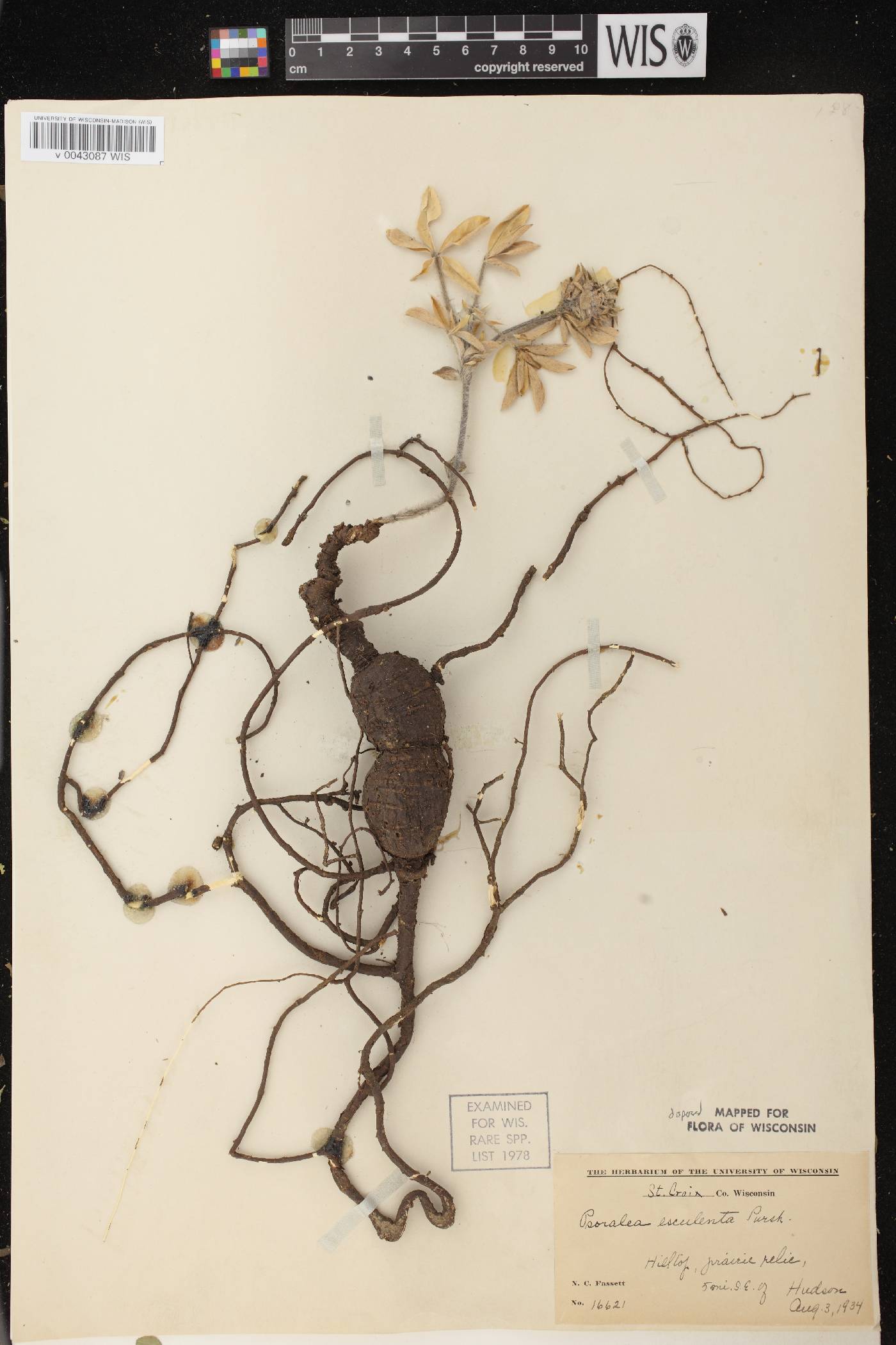 Pediomelum esculentum image