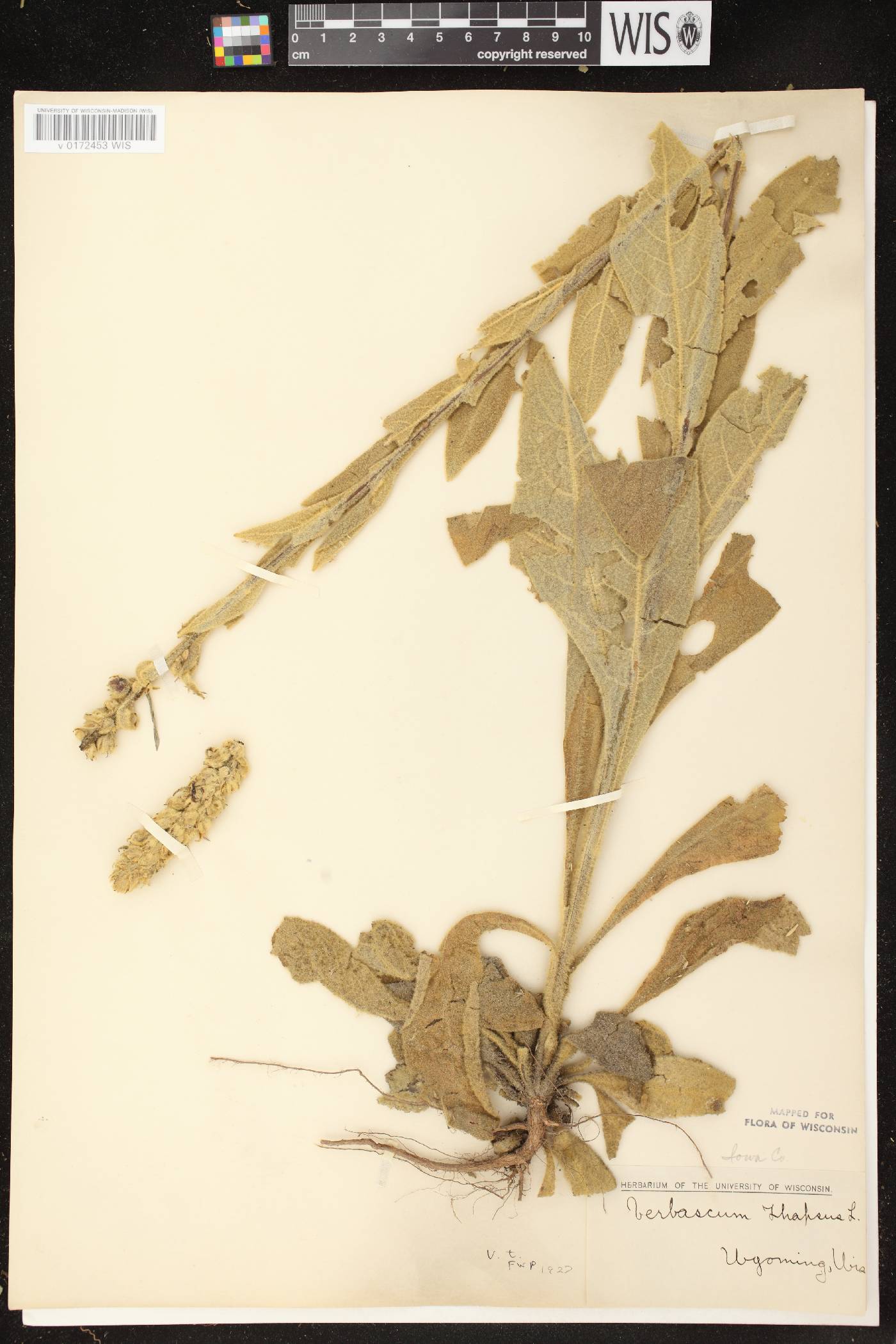 Verbascum thapsus image