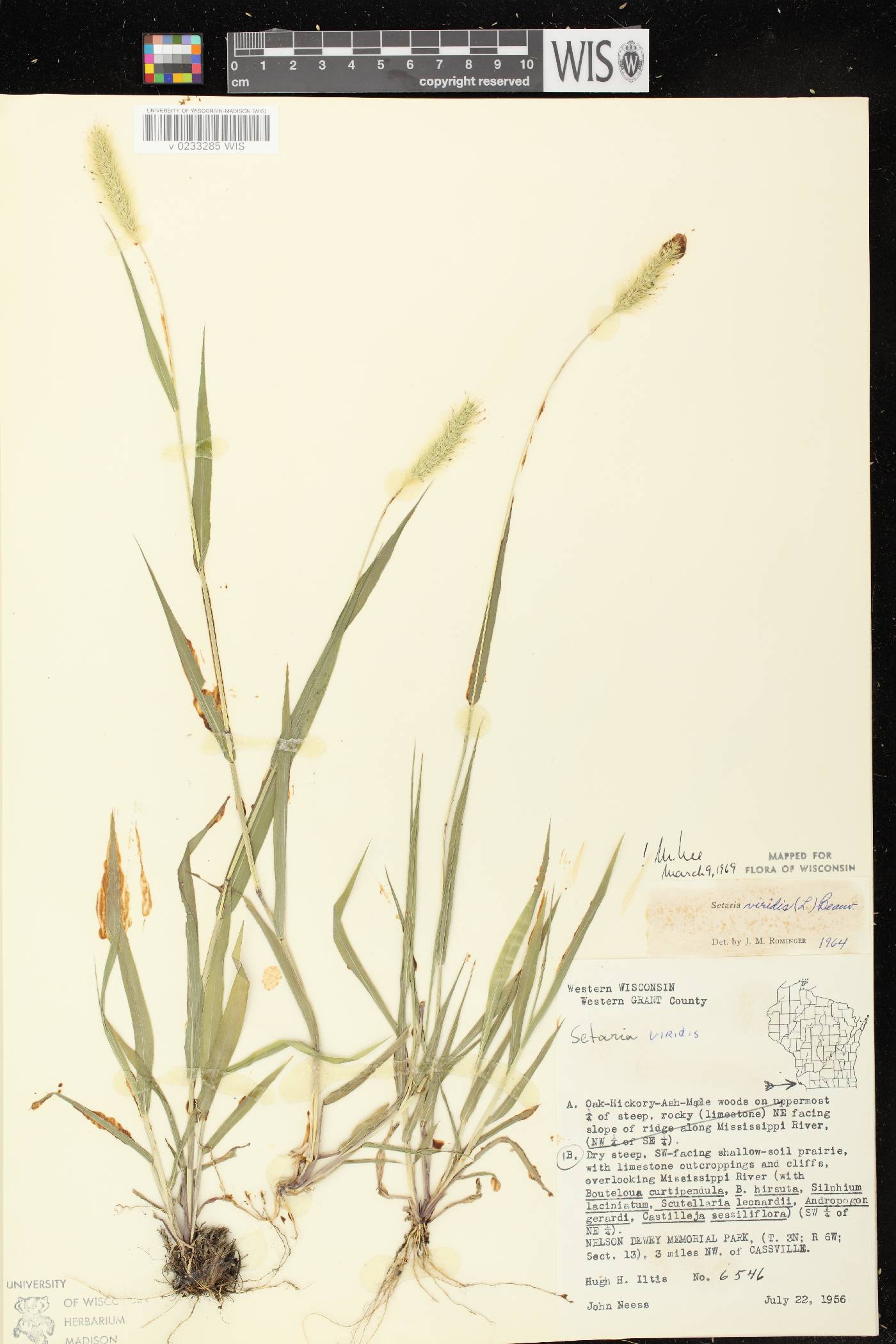 Setaria viridis var. viridis image