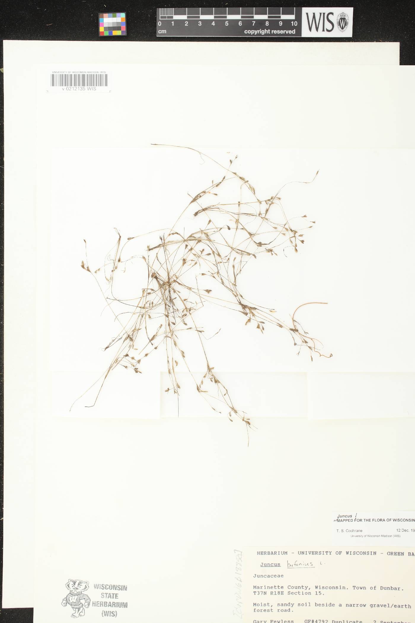 Juncus bufonius image