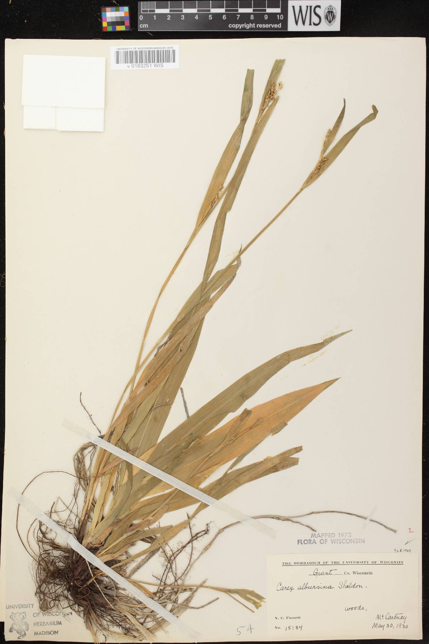 Carex albursina image