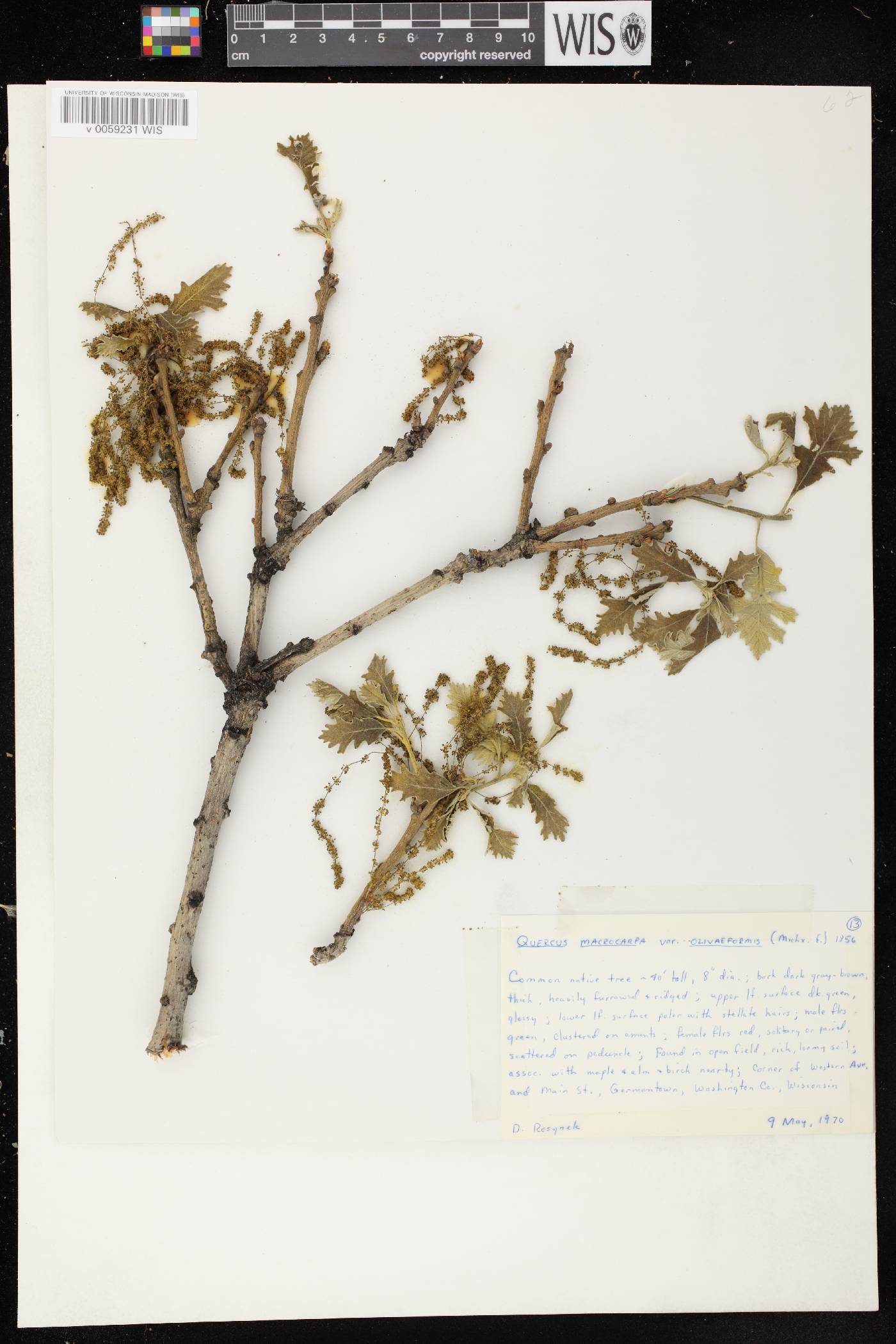 Quercus macrocarpa image