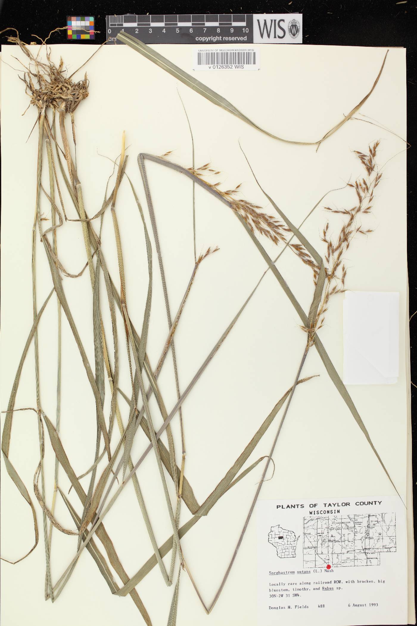 Sorghastrum nutans image
