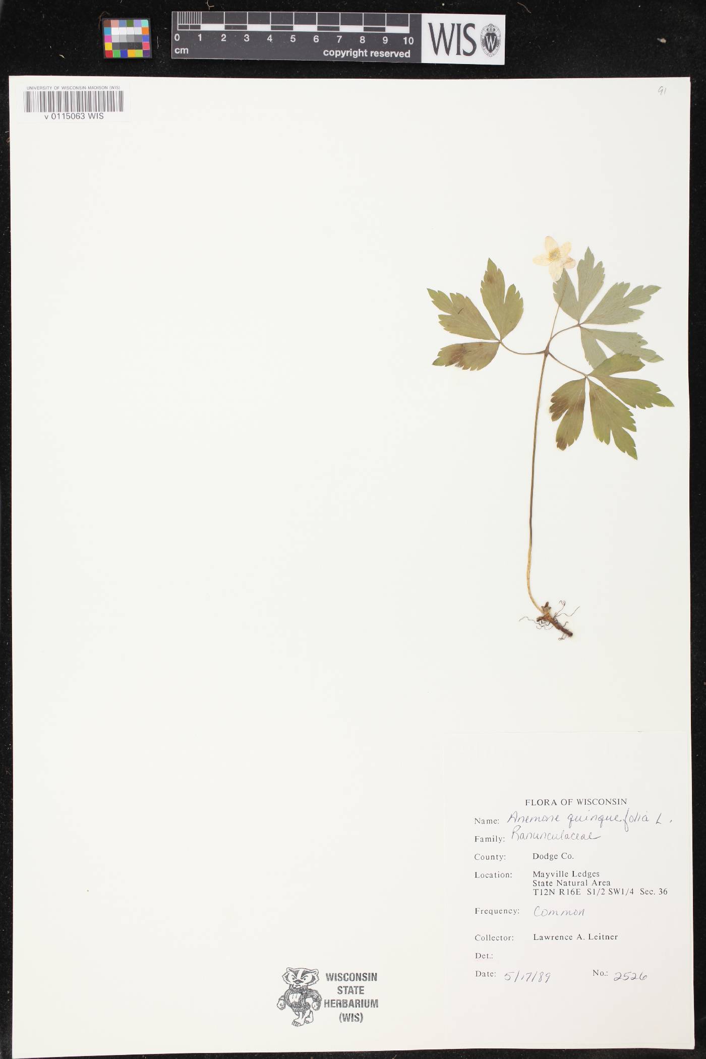 Anemone quinquefolia image
