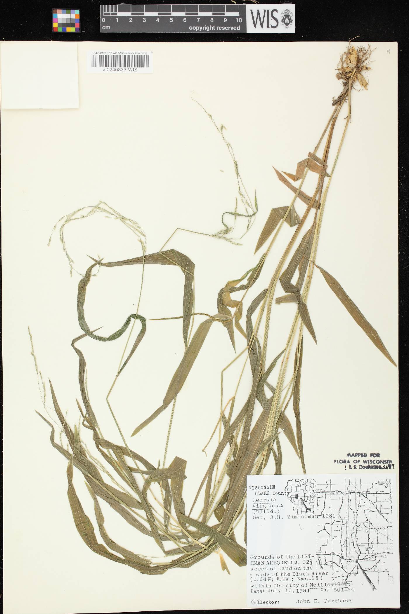 Leersia virginica image