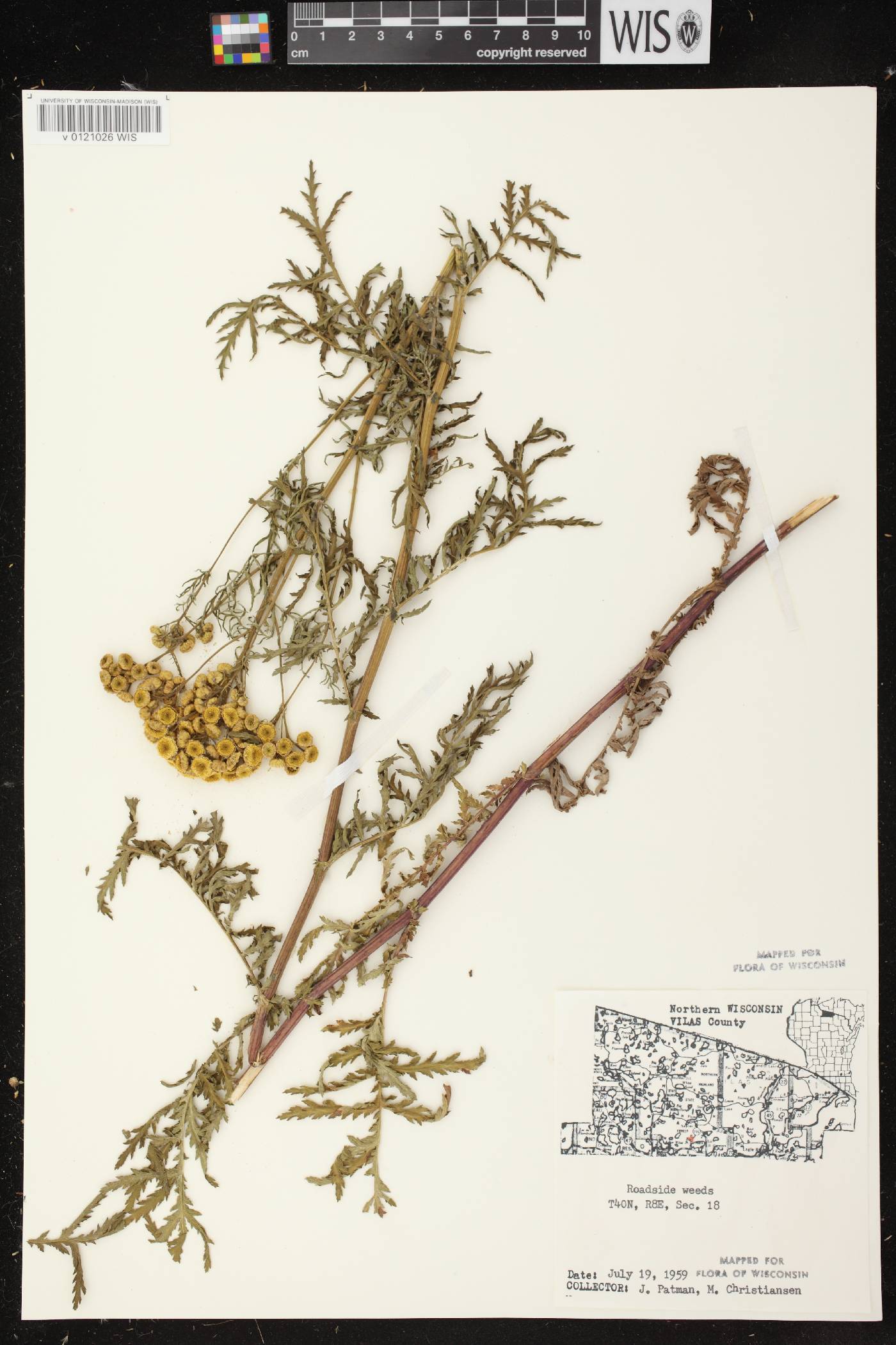 Tanacetum vulgare image