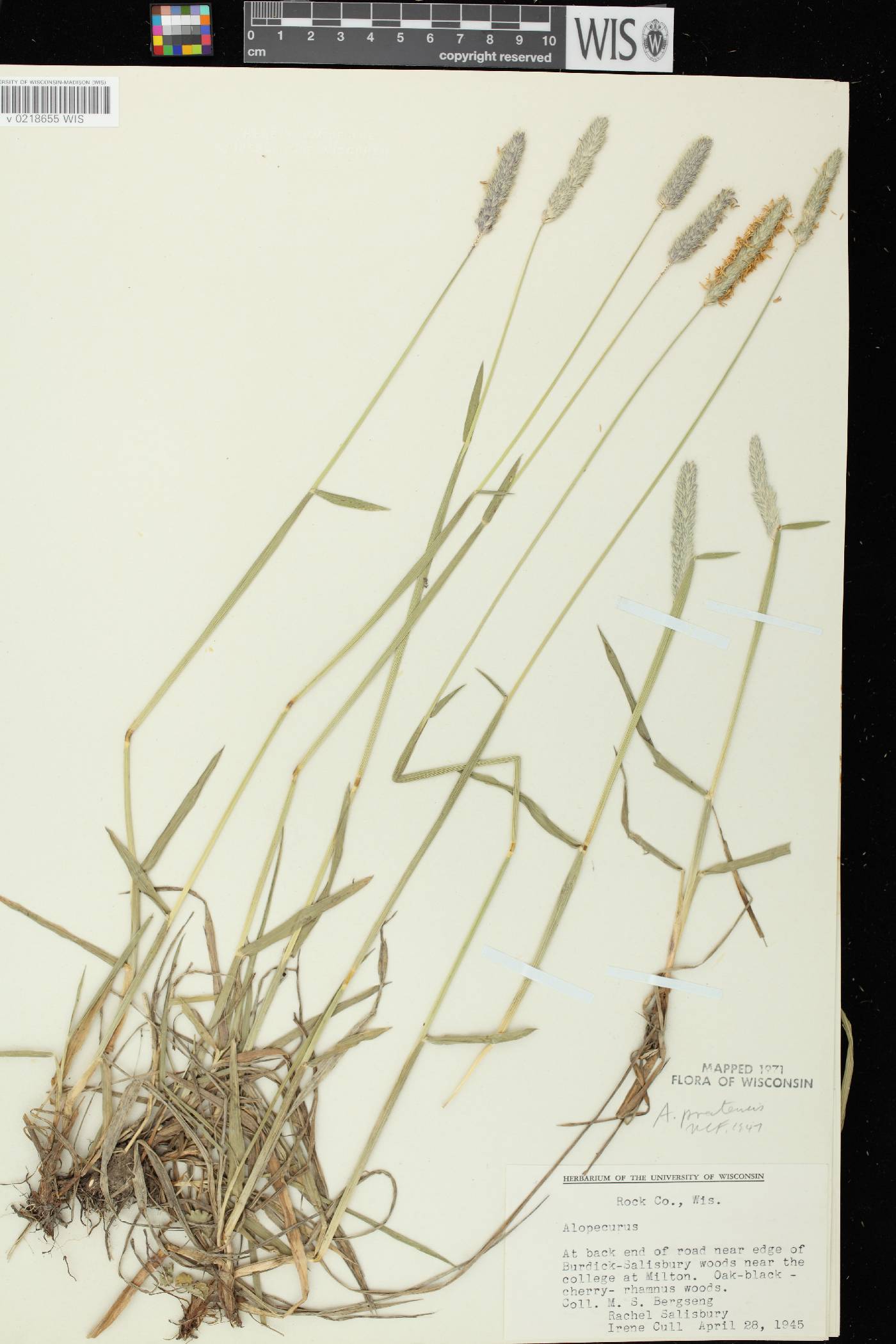 Alopecurus pratensis image