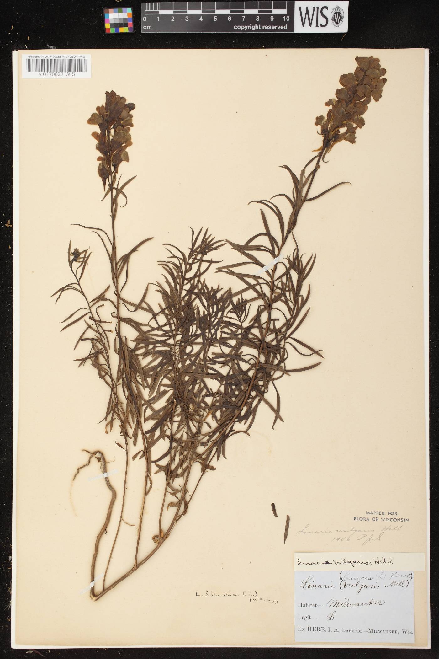 Linaria vulgaris image
