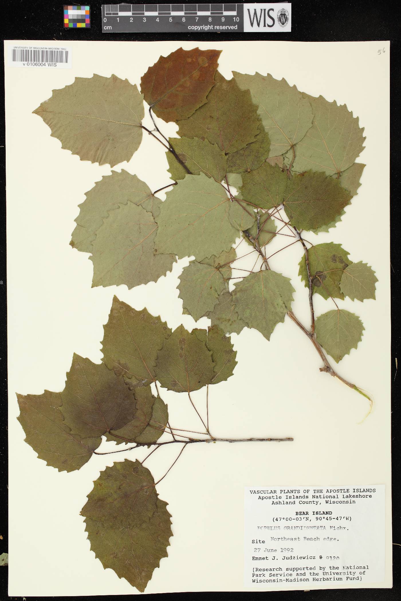 Populus grandidentata image
