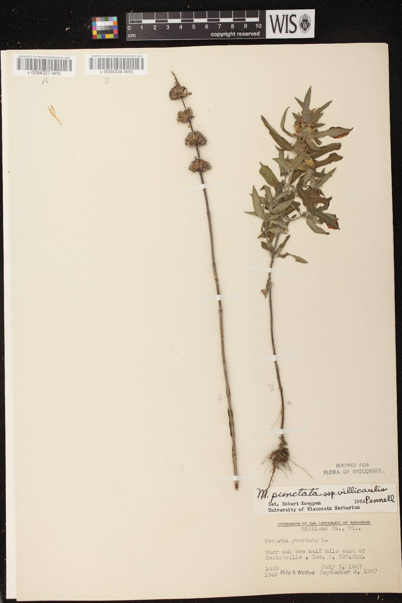 Monarda punctata image