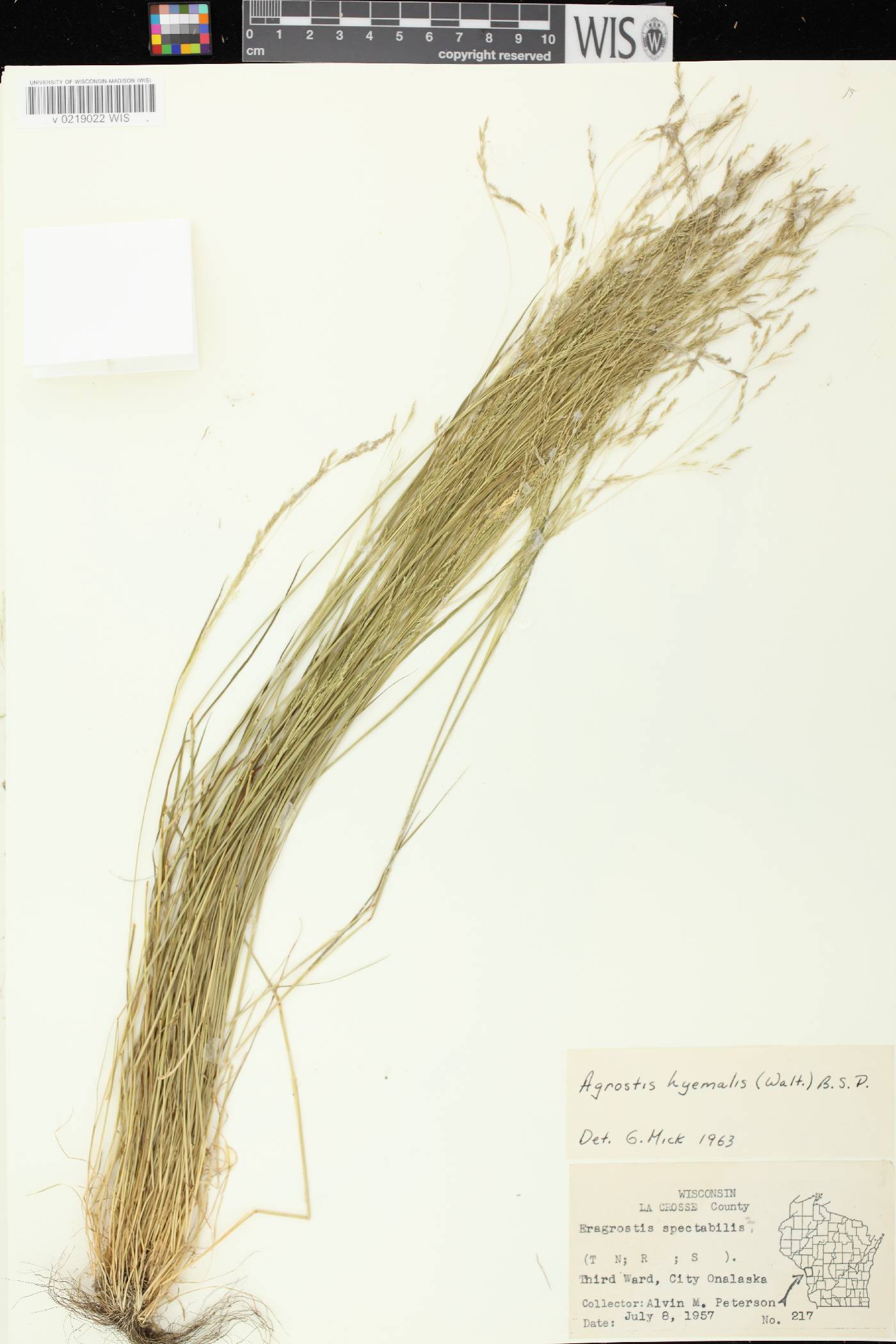 Agrostis hyemalis image