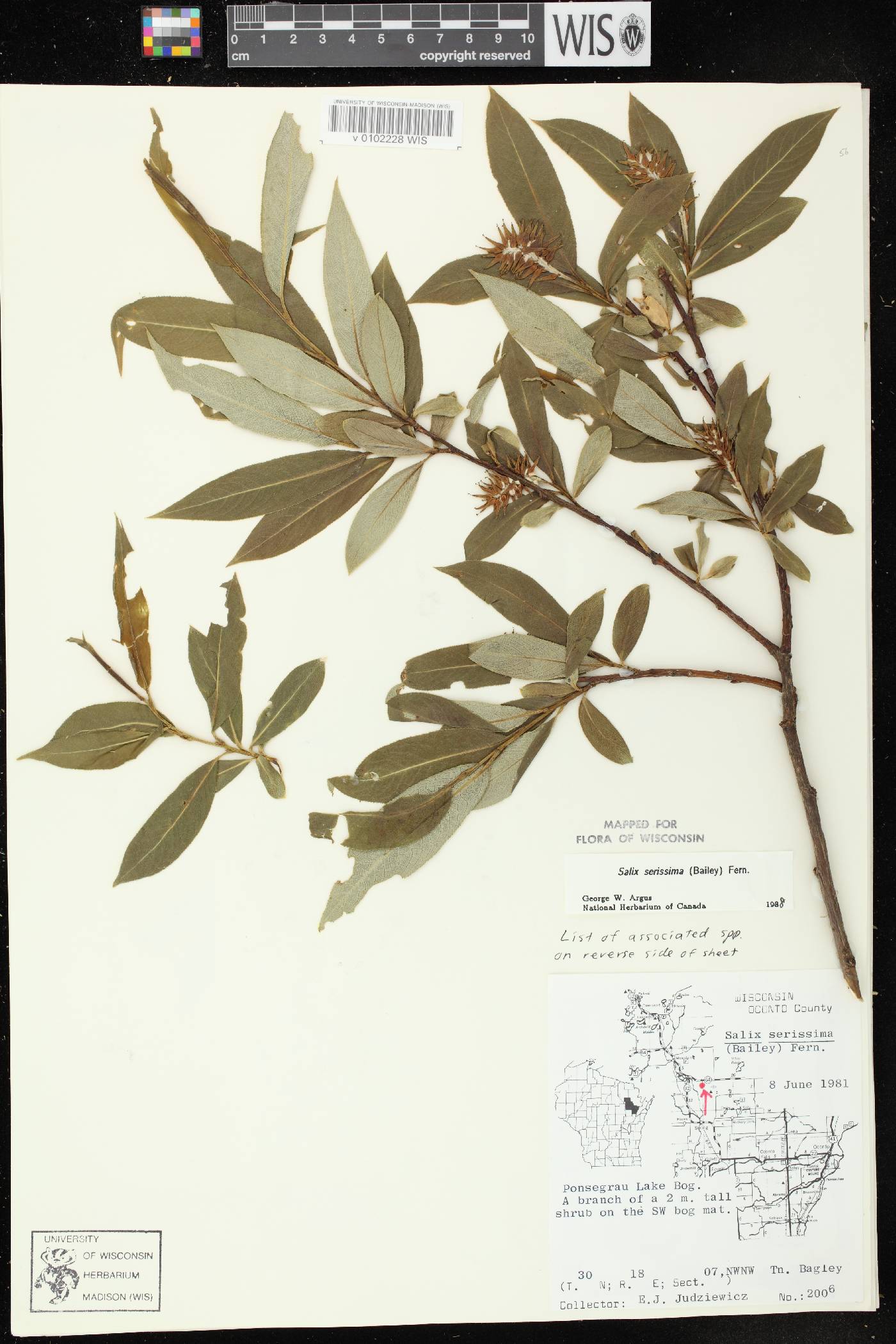 Salix serissima image