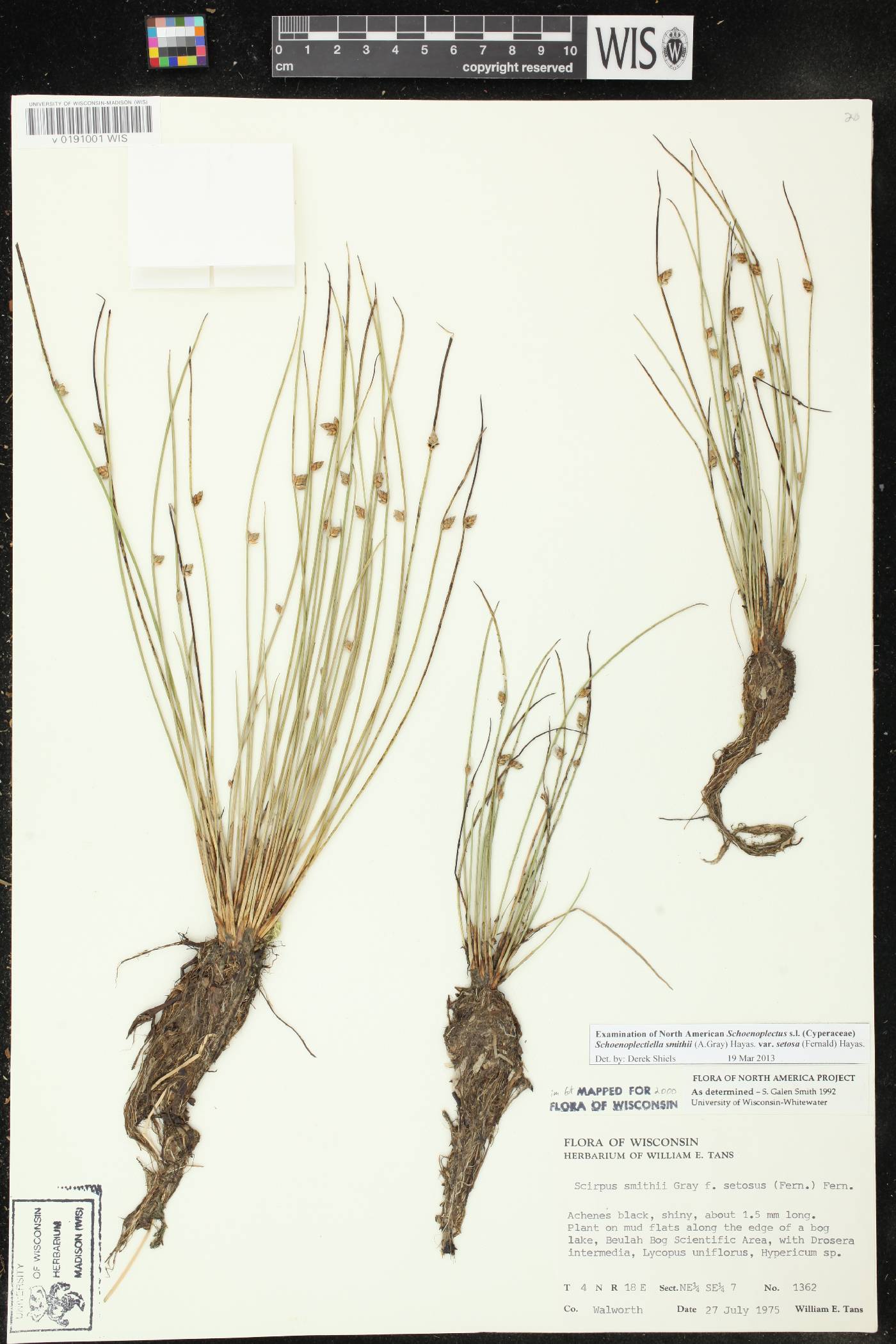 Schoenoplectus smithii image