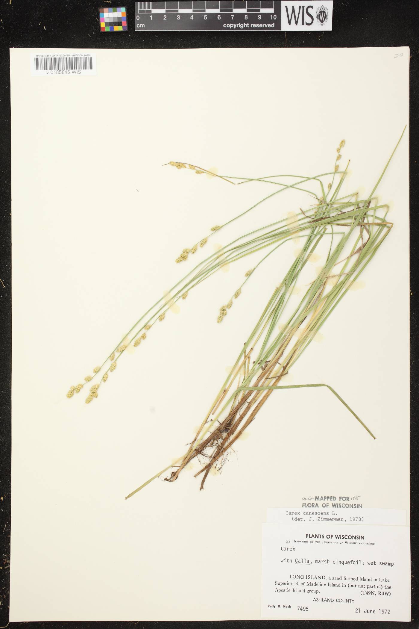 Carex canescens image