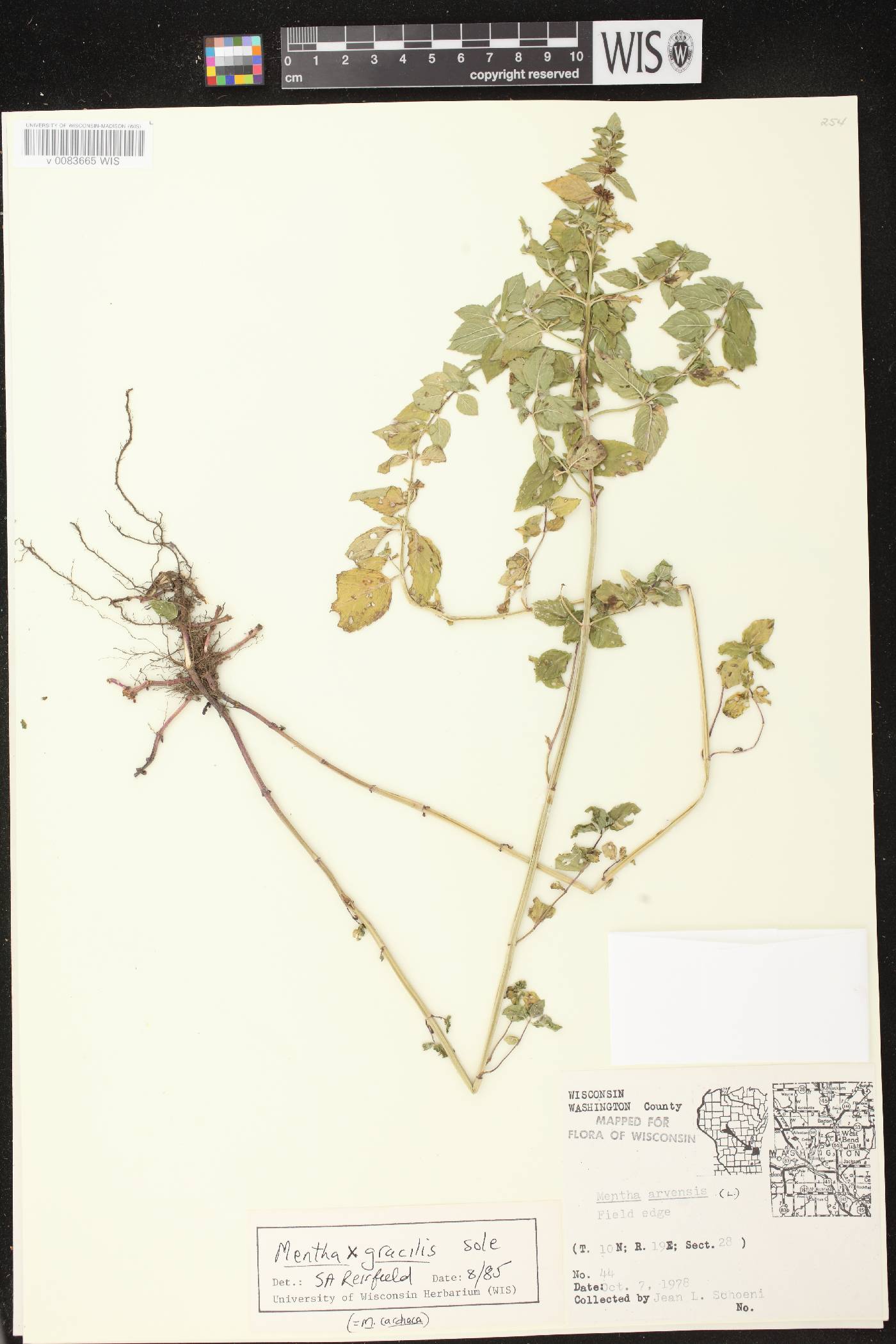 Mentha X gracilis image