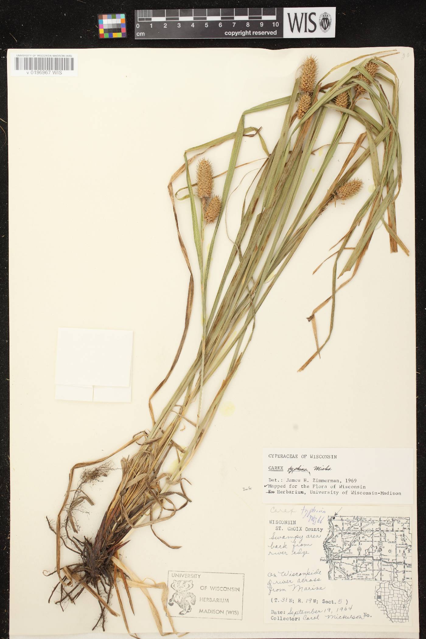 Carex typhina image
