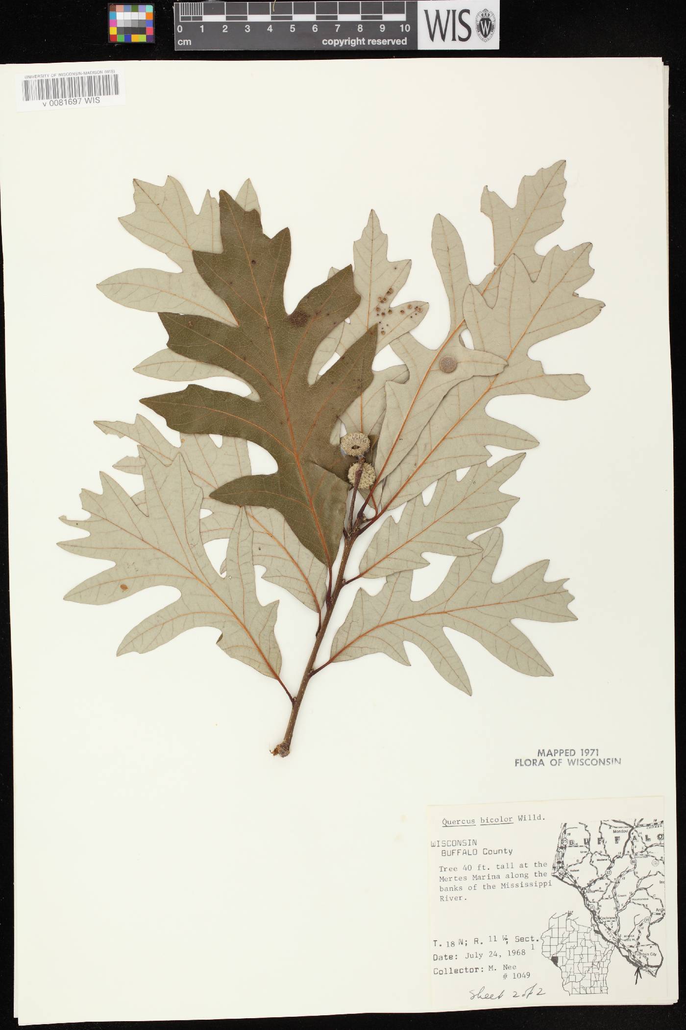 Quercus bicolor image