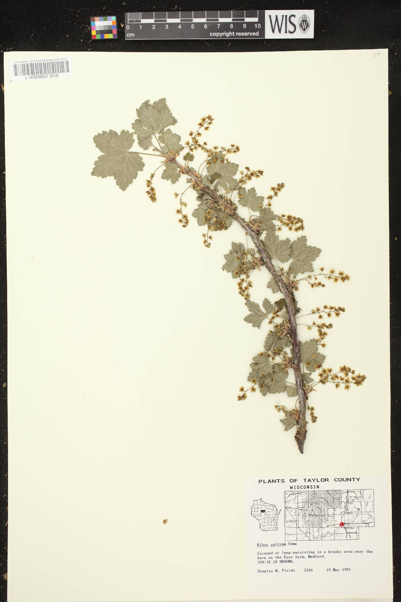 Ribes rubrum image