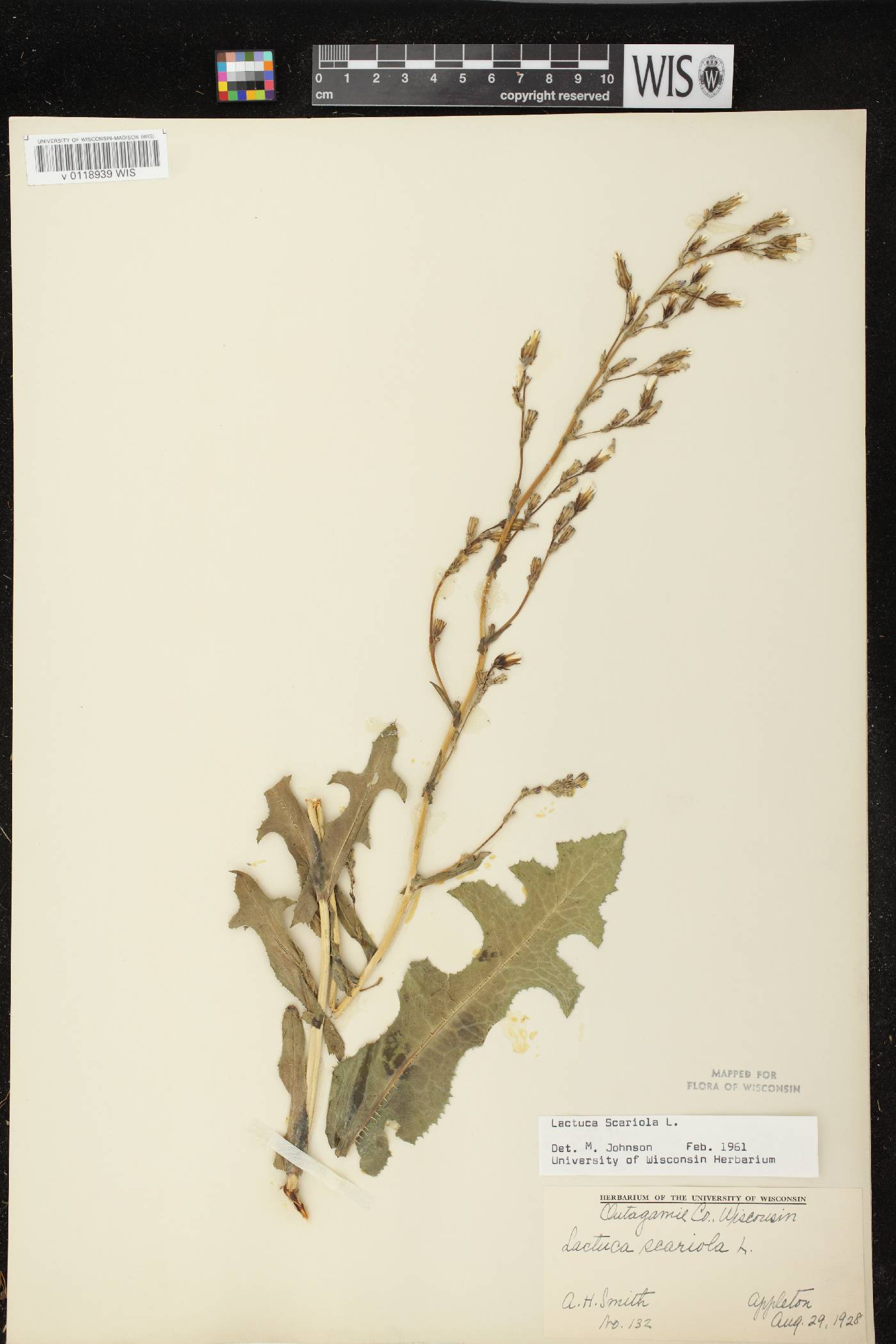 Lactuca serriola image